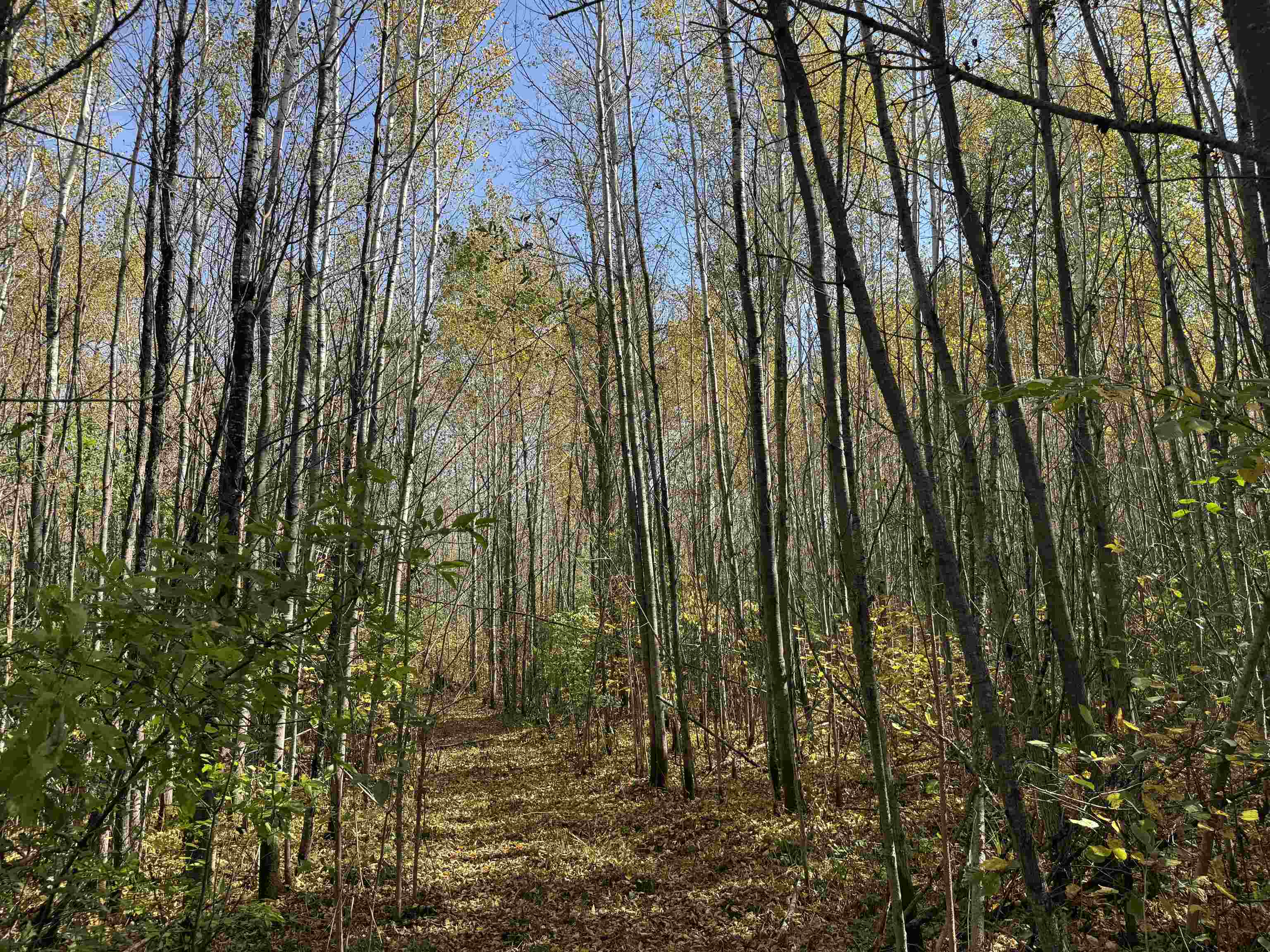 1xxx 460th Ln Palisade MN 56469 6122346 image6