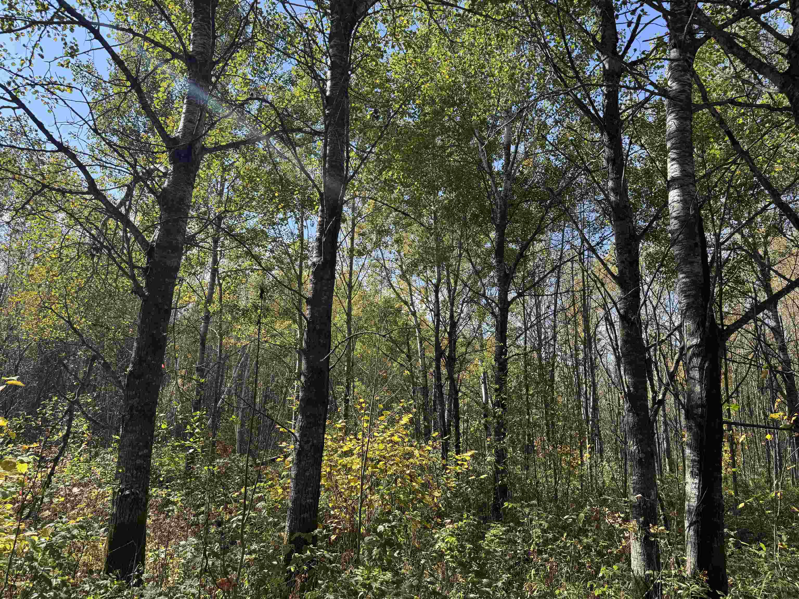 1xxx 460th Ln Palisade MN 56469 6122346 image8