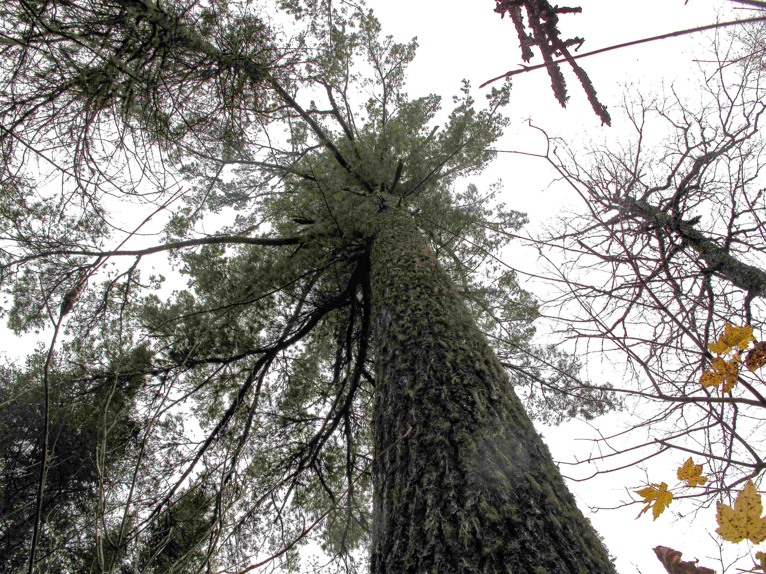 2-3 Fullerton Rd Hovland MN 55606 - Devilfish 6122627 image28