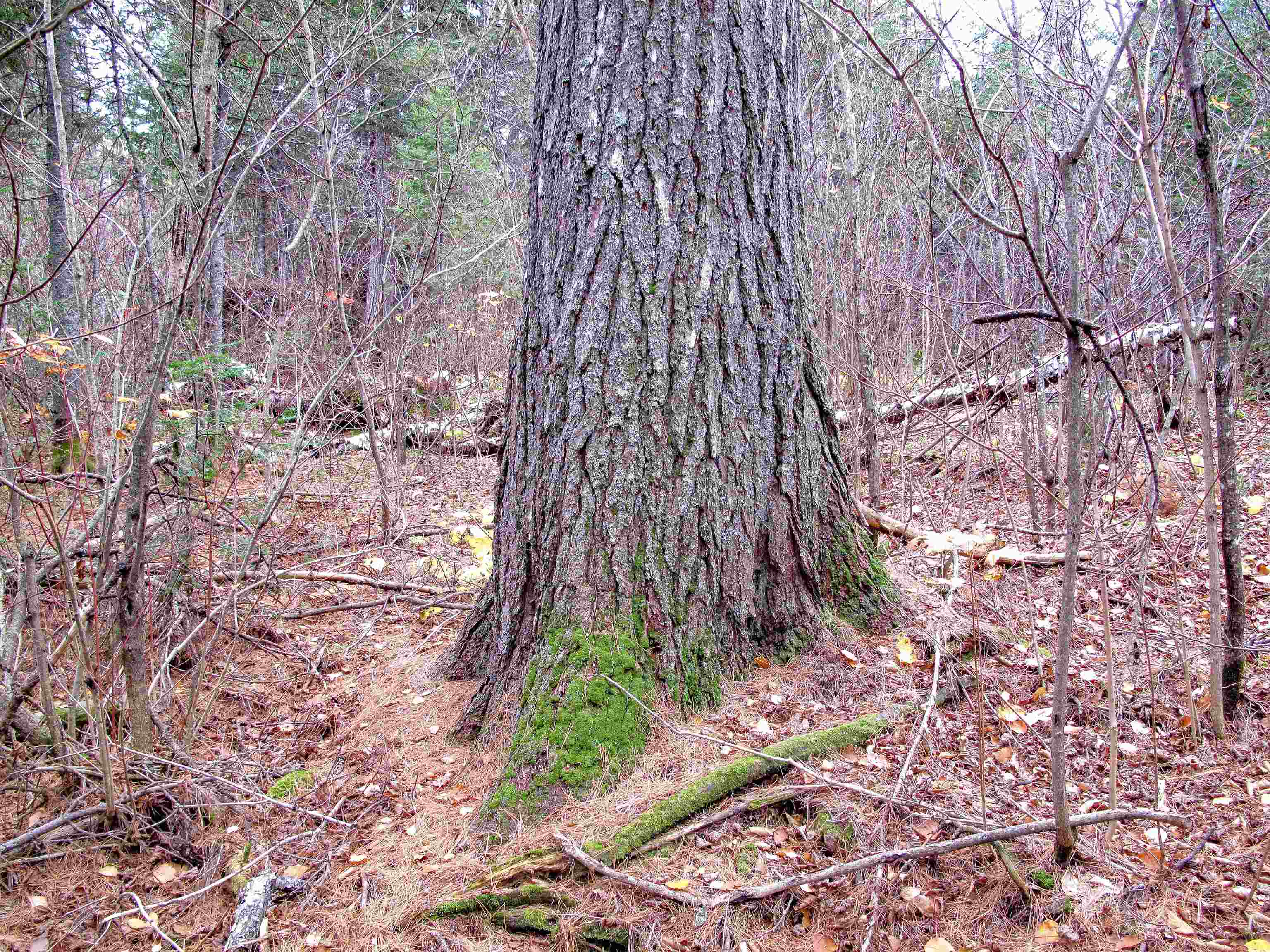 2-3 Fullerton Rd Hovland MN 55606 - Devilfish 6122627 image30