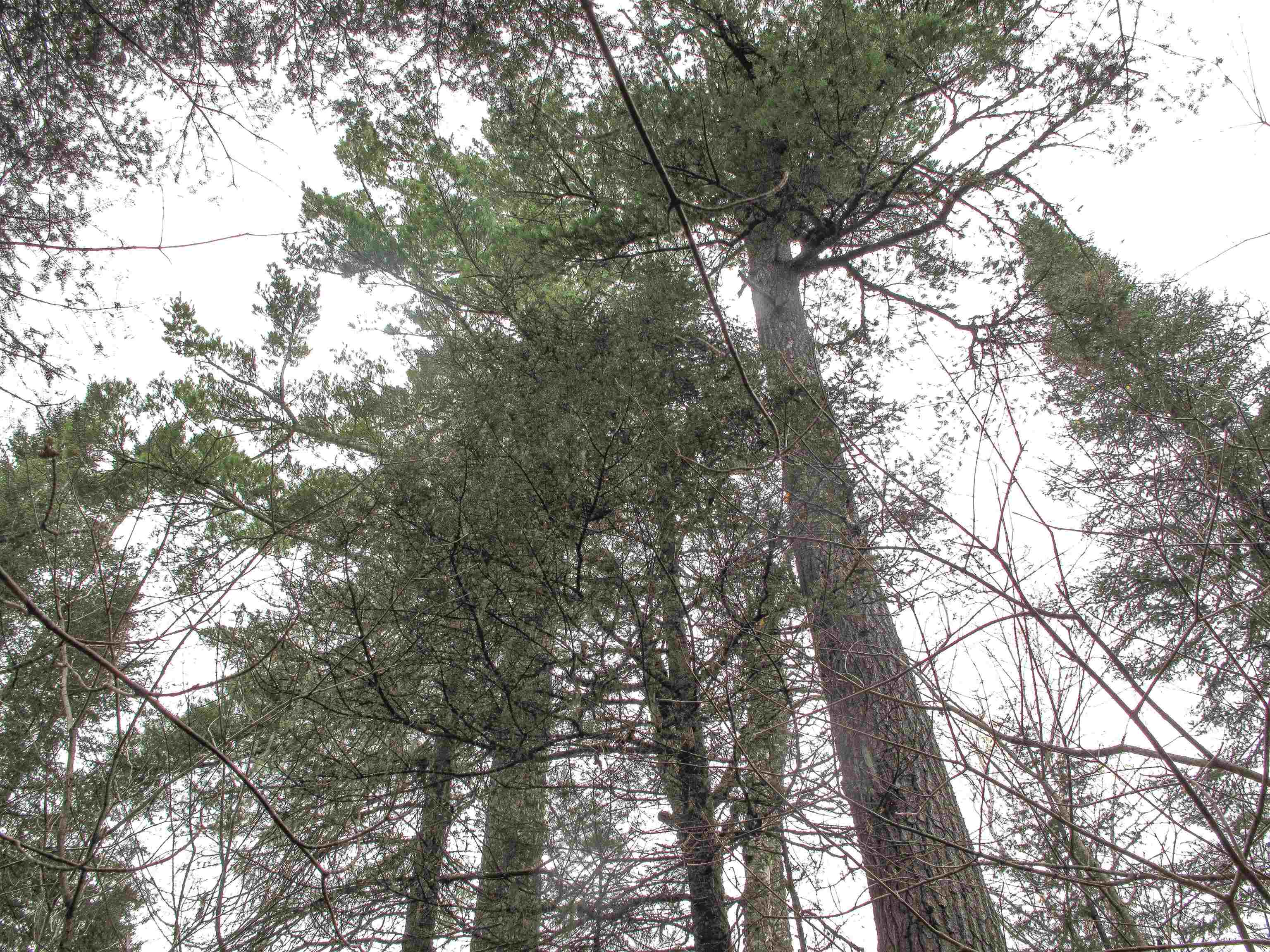 2-3 Fullerton Rd Hovland MN 55606 - Devilfish 6122627 image37