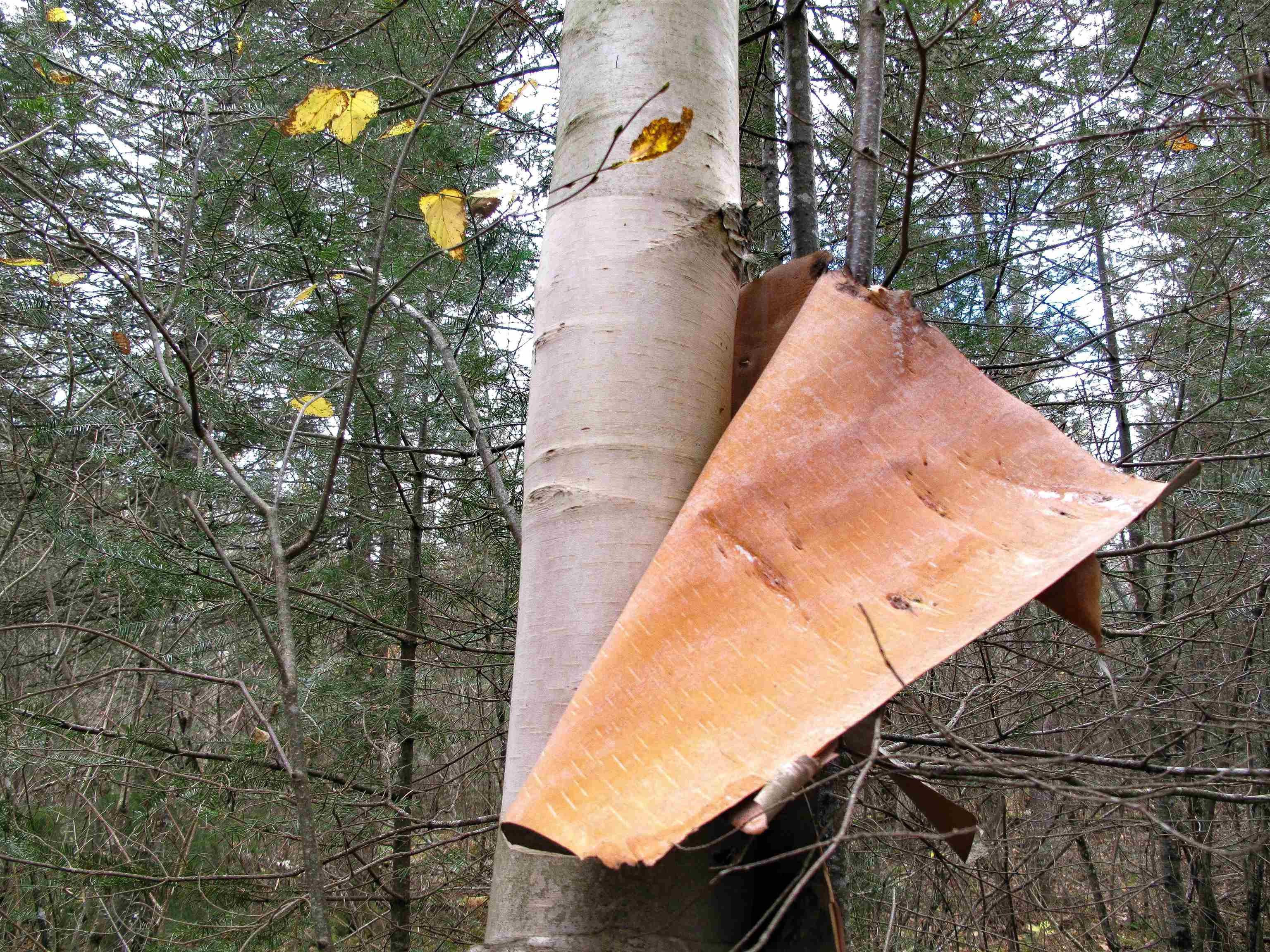 2-3 Fullerton Rd Hovland MN 55606 - Devilfish 6122627 image39