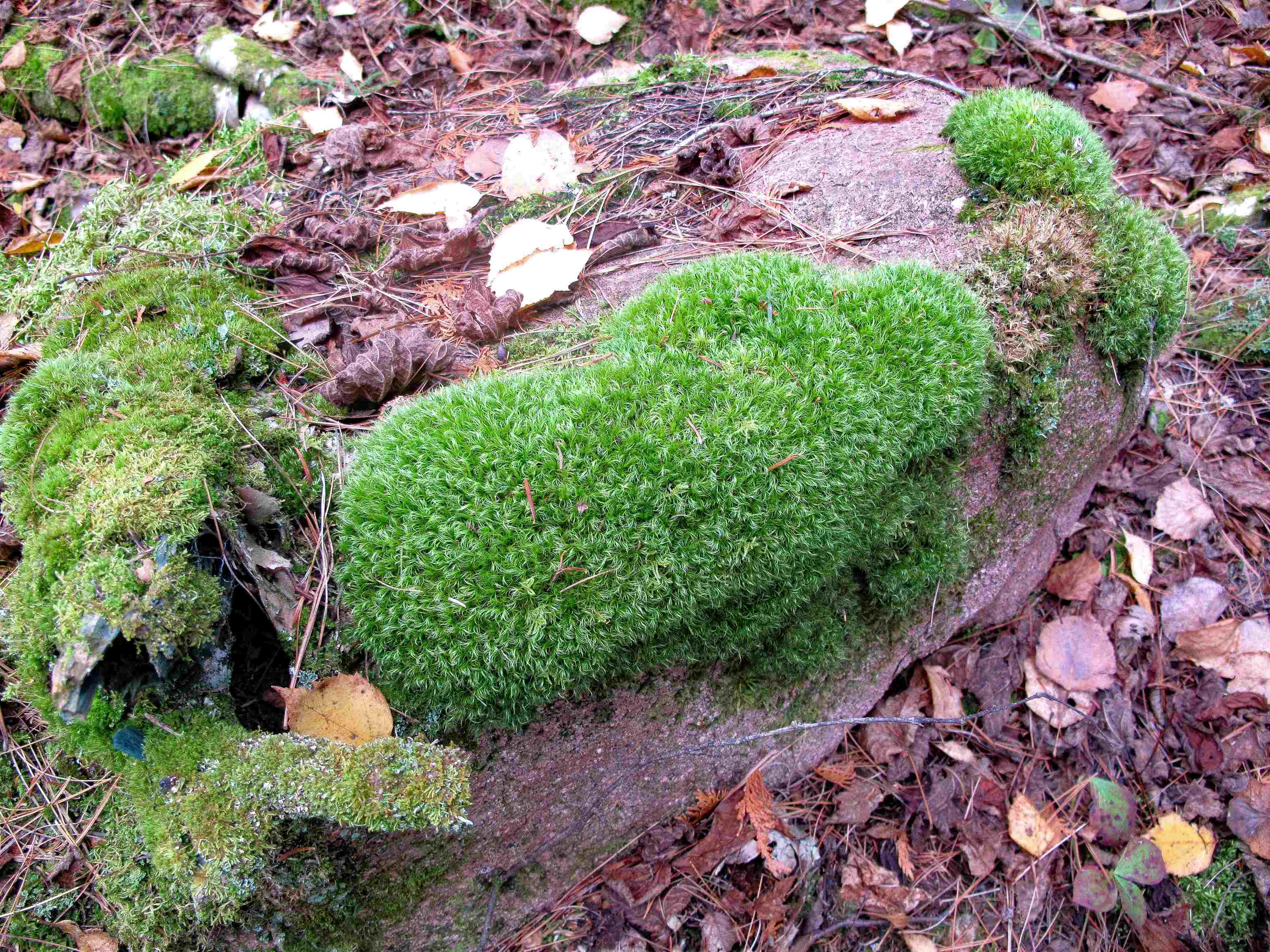 2-3 Fullerton Rd Hovland MN 55606 - Devilfish 6122627 image41