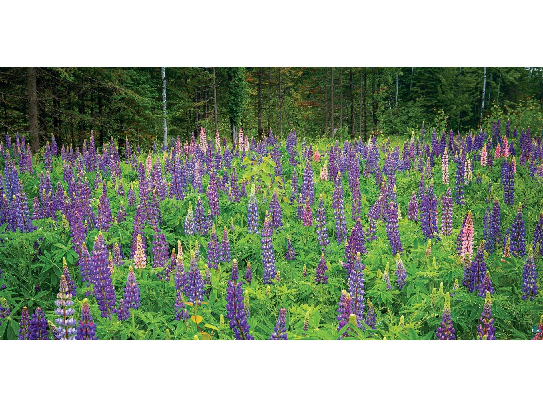 2437 Hwy 3 Two Harbors MN 55616 6123511 image23