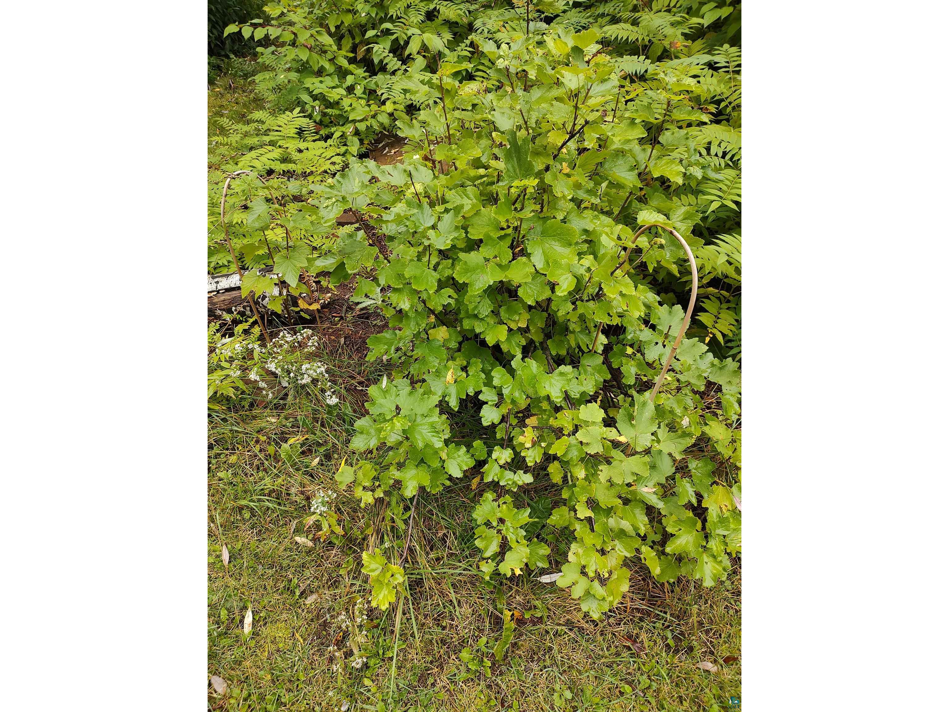2585 Hautala Rd Iron River WI 54847 6126558 image22