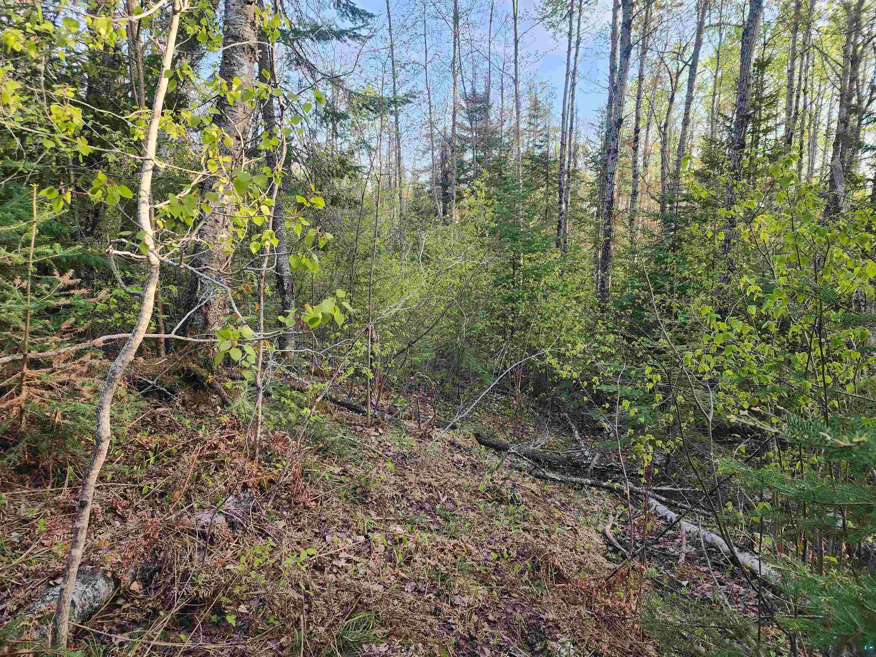 2XX Strobus Lake Rd Lutsen MN 55612 6108777 image1