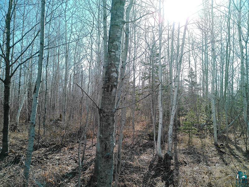 2xx Overlook Tr Tofte MN 55615 6125078 image13