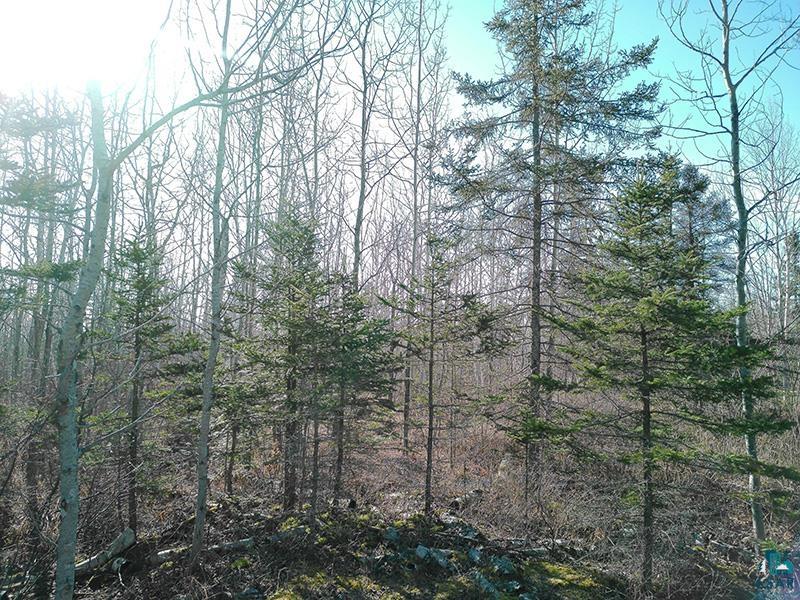 2xx Overlook Tr Tofte MN 55615 6125078 image18