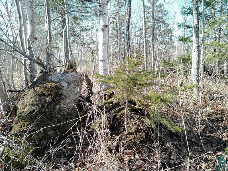 2xx Overlook Tr Tofte MN 55615 6125078 image2