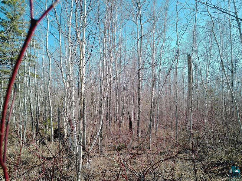 2xx Overlook Tr Tofte MN 55615 6125078 image22