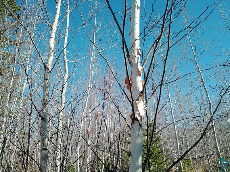 2xx Overlook Tr Tofte MN 55615 6125078 image38