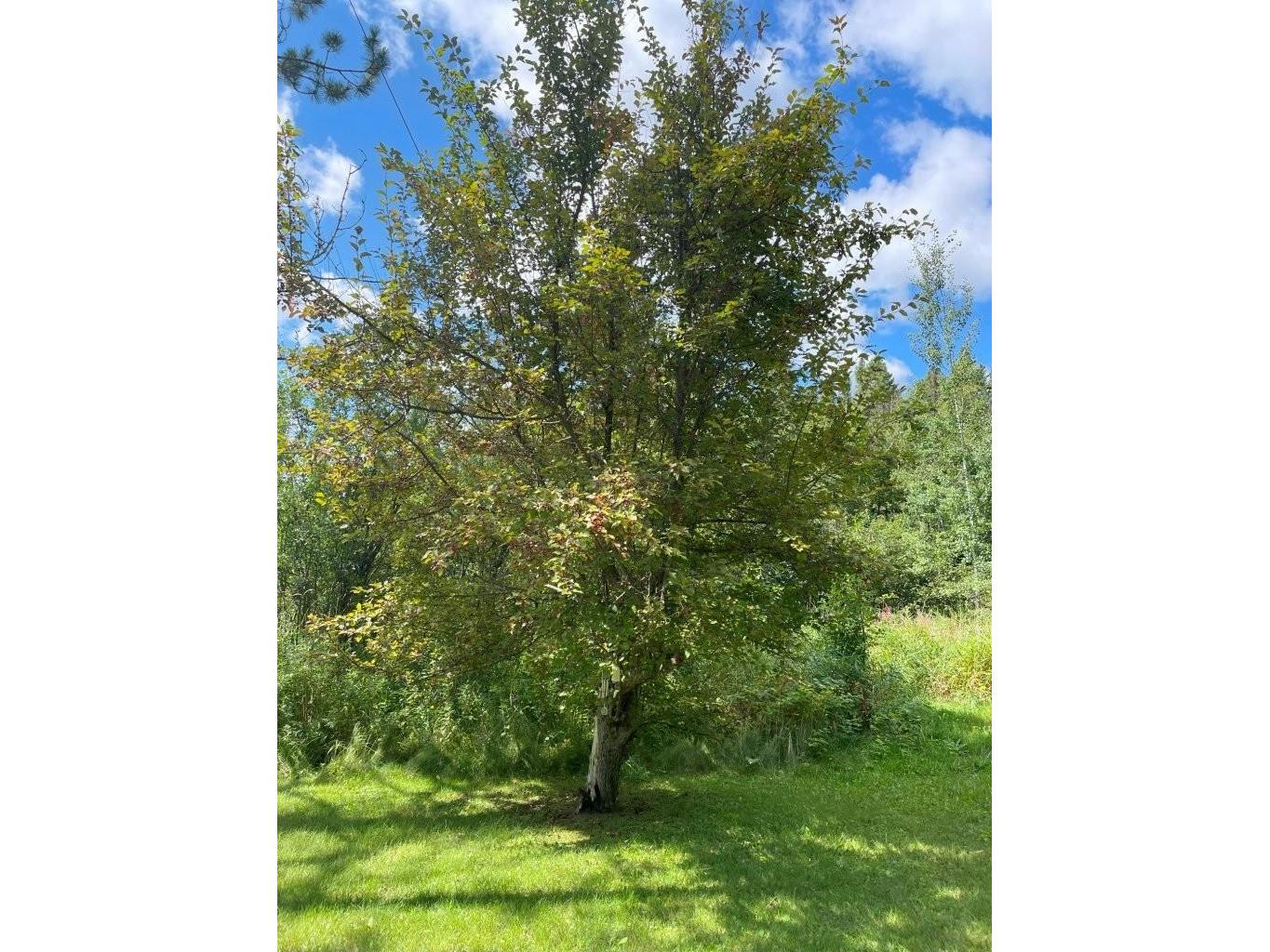 3215 County Rd 904 Babbitt MN 55706 6121650 image43