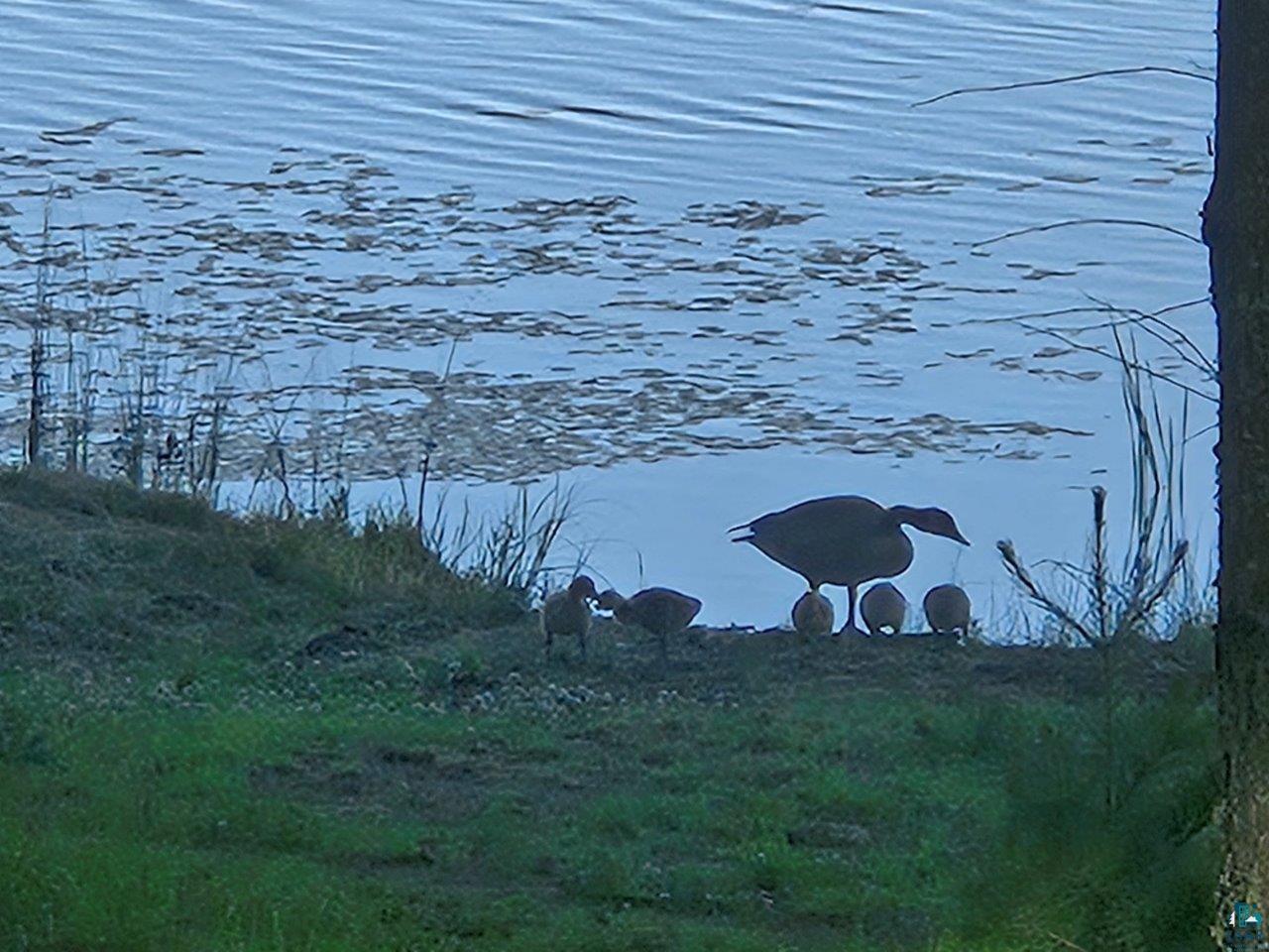 3420 Dewees Road Babbitt MN 55706 - Isaac 6120586 image45