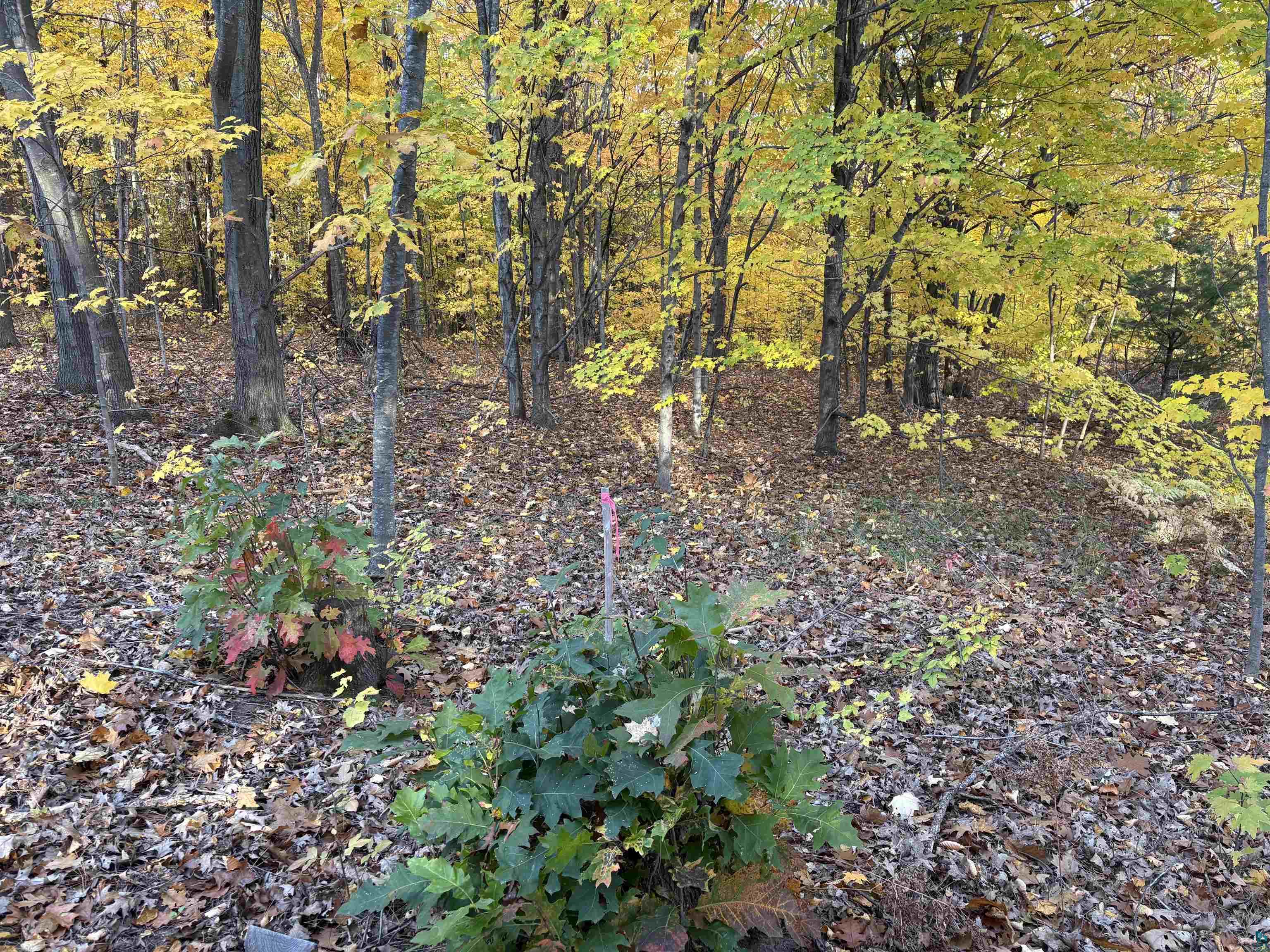 35365 Old Orchard Ln Bayfield WI 54814 6123763 image42