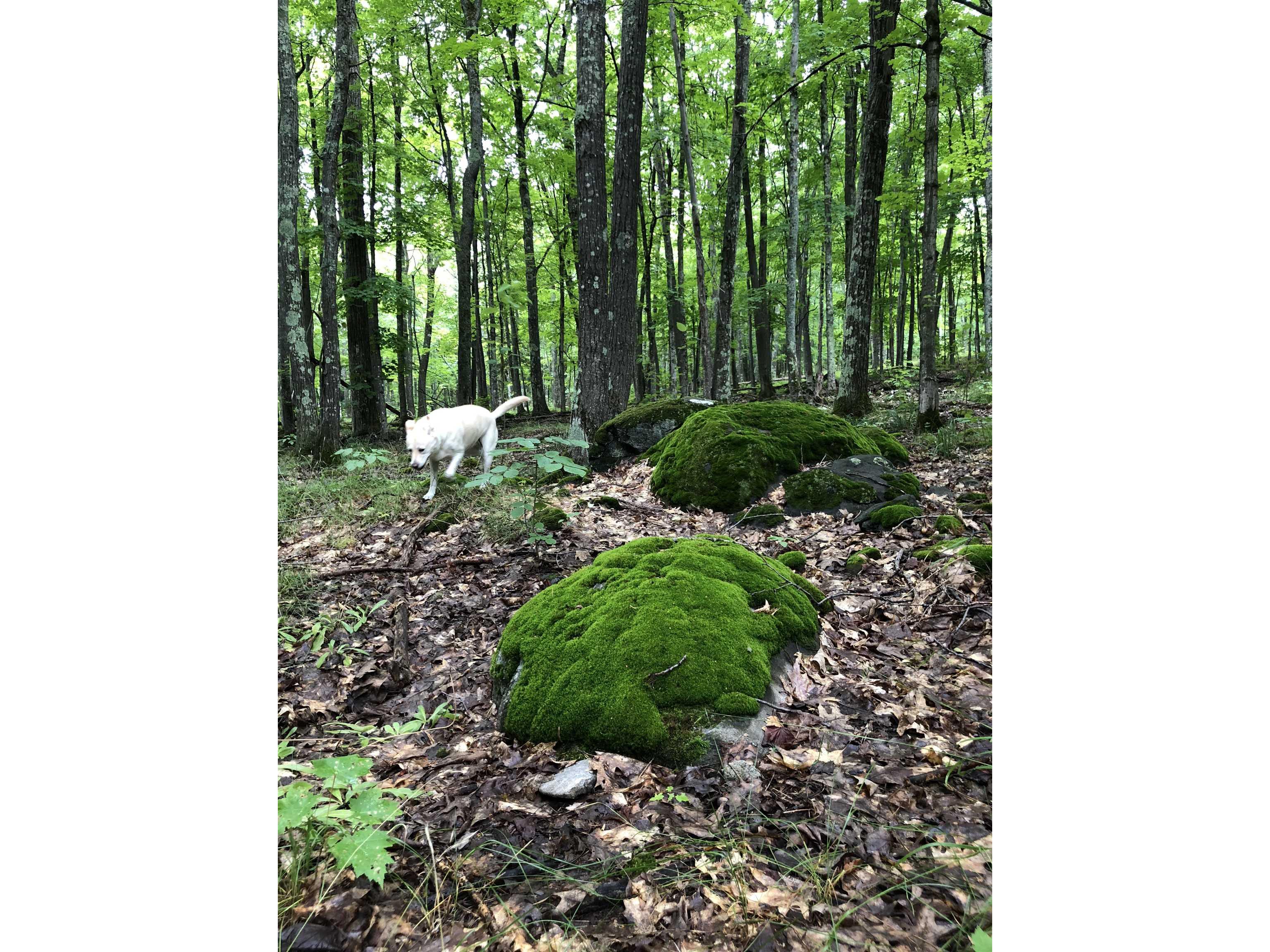 35480 Whitetail Ave Bayfield WI 54814 6119012 image39