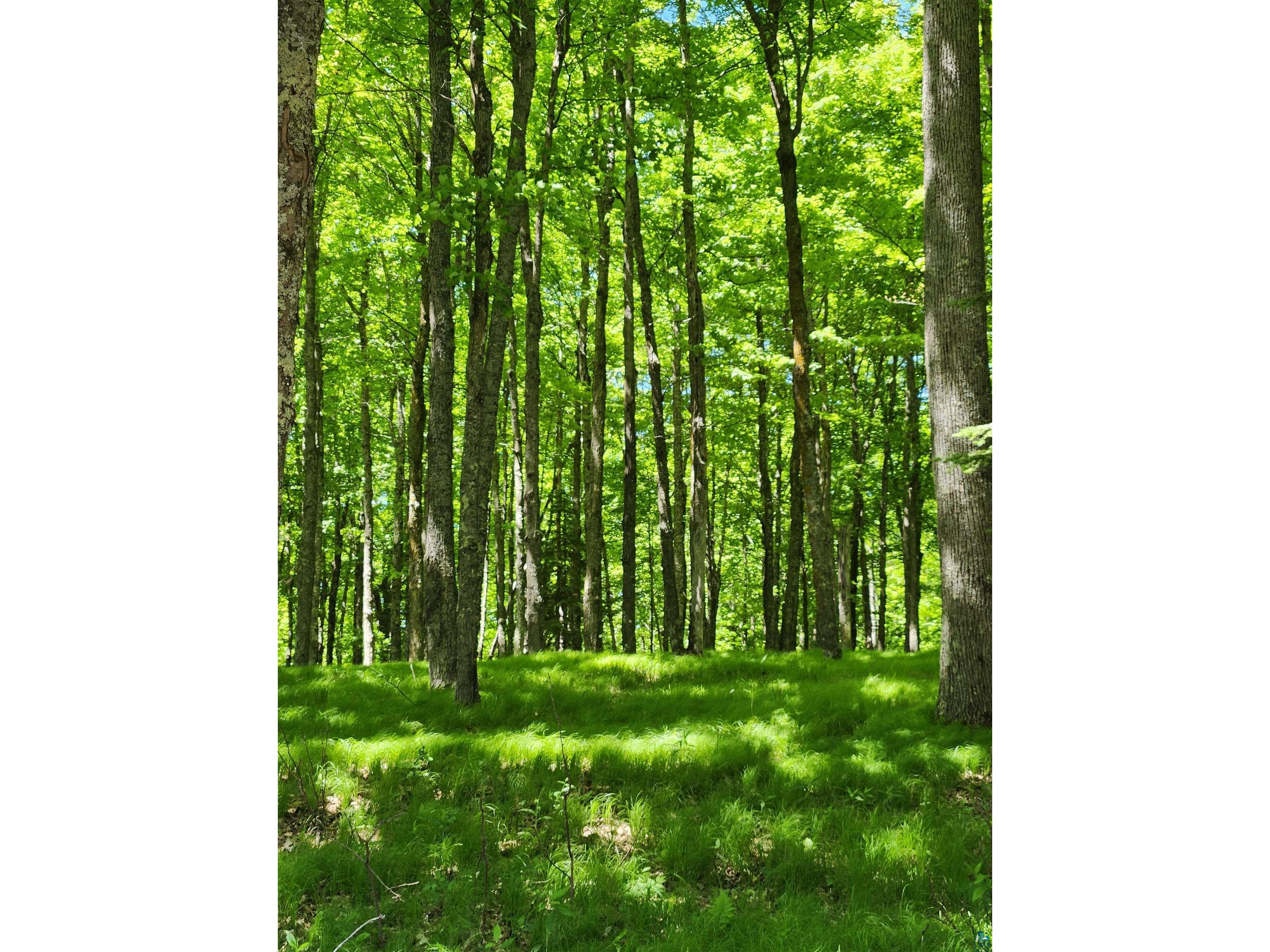 393 Maple Ln Glidden WI 54527 6125888 image31