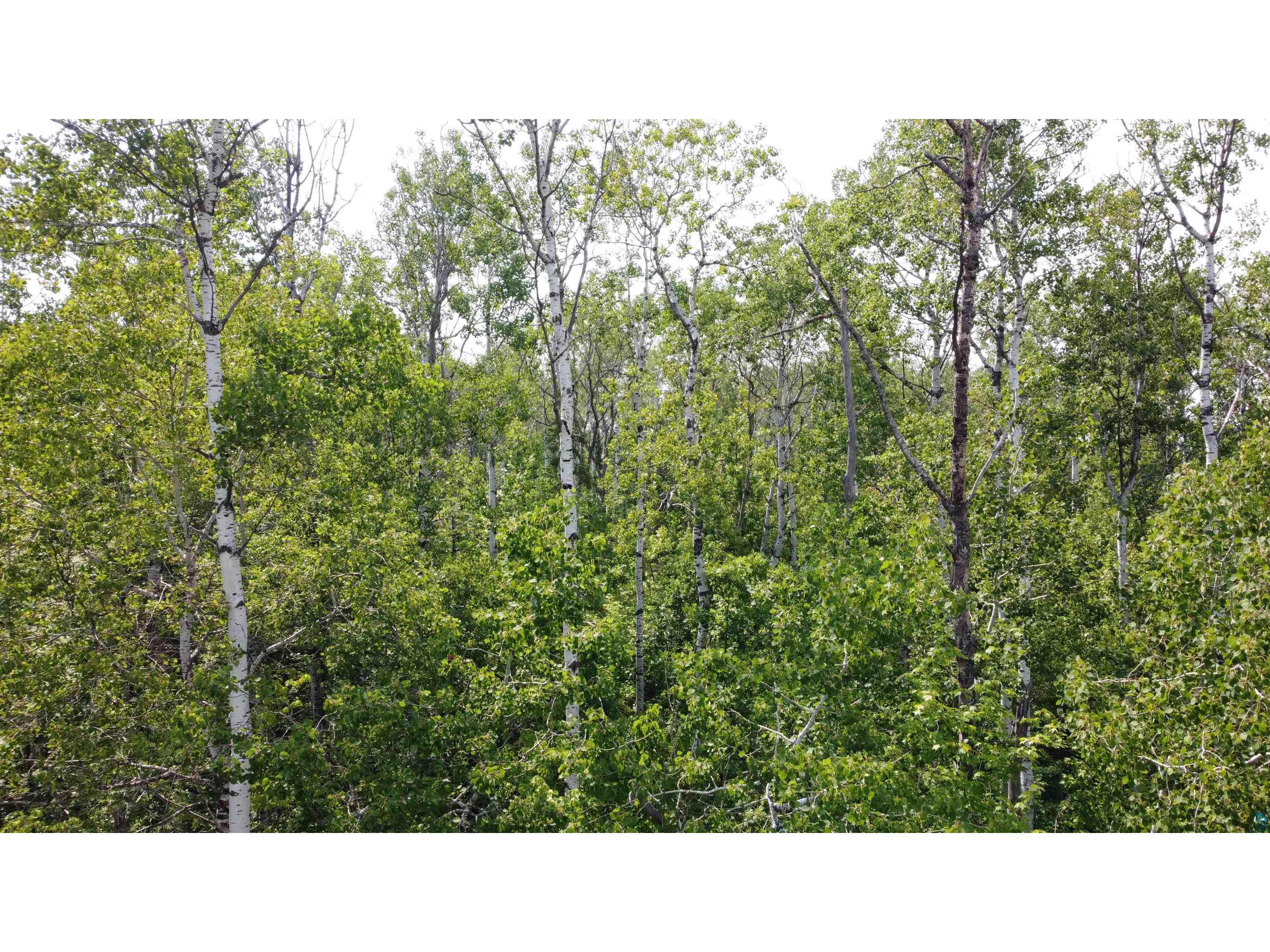 39XX S County Rd O Maple WI 54820 6120723 image6