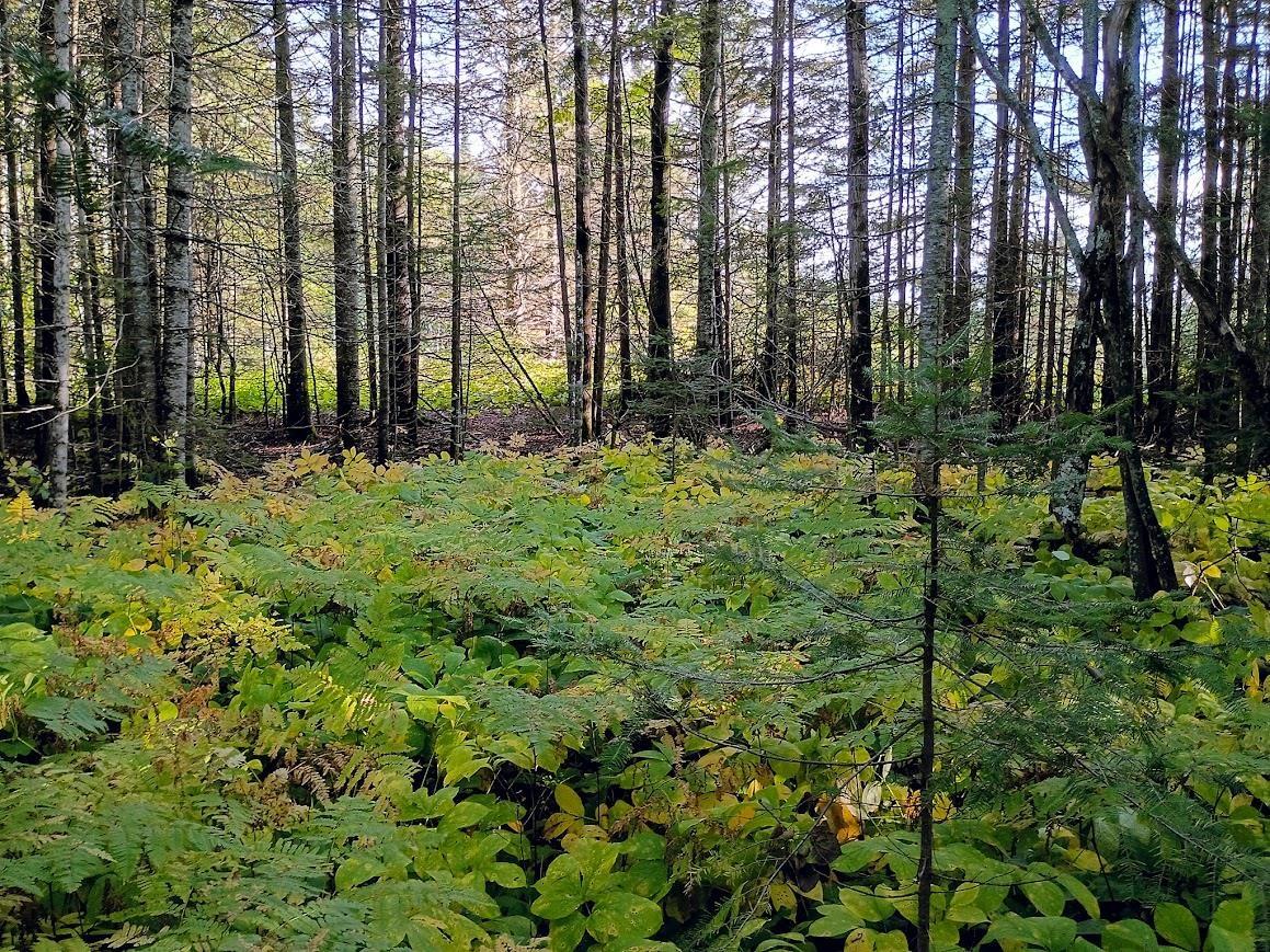 3x Brandon Ln Grand Marais MN 55604 6121996 image1