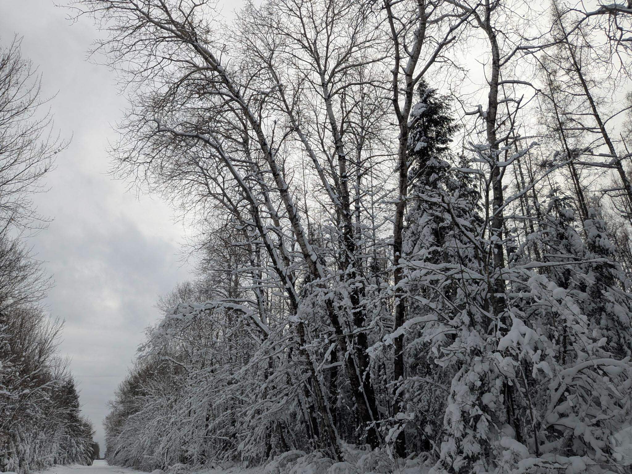 40 Acres on Witte Rd Butternut WI 54514 6122581 image1