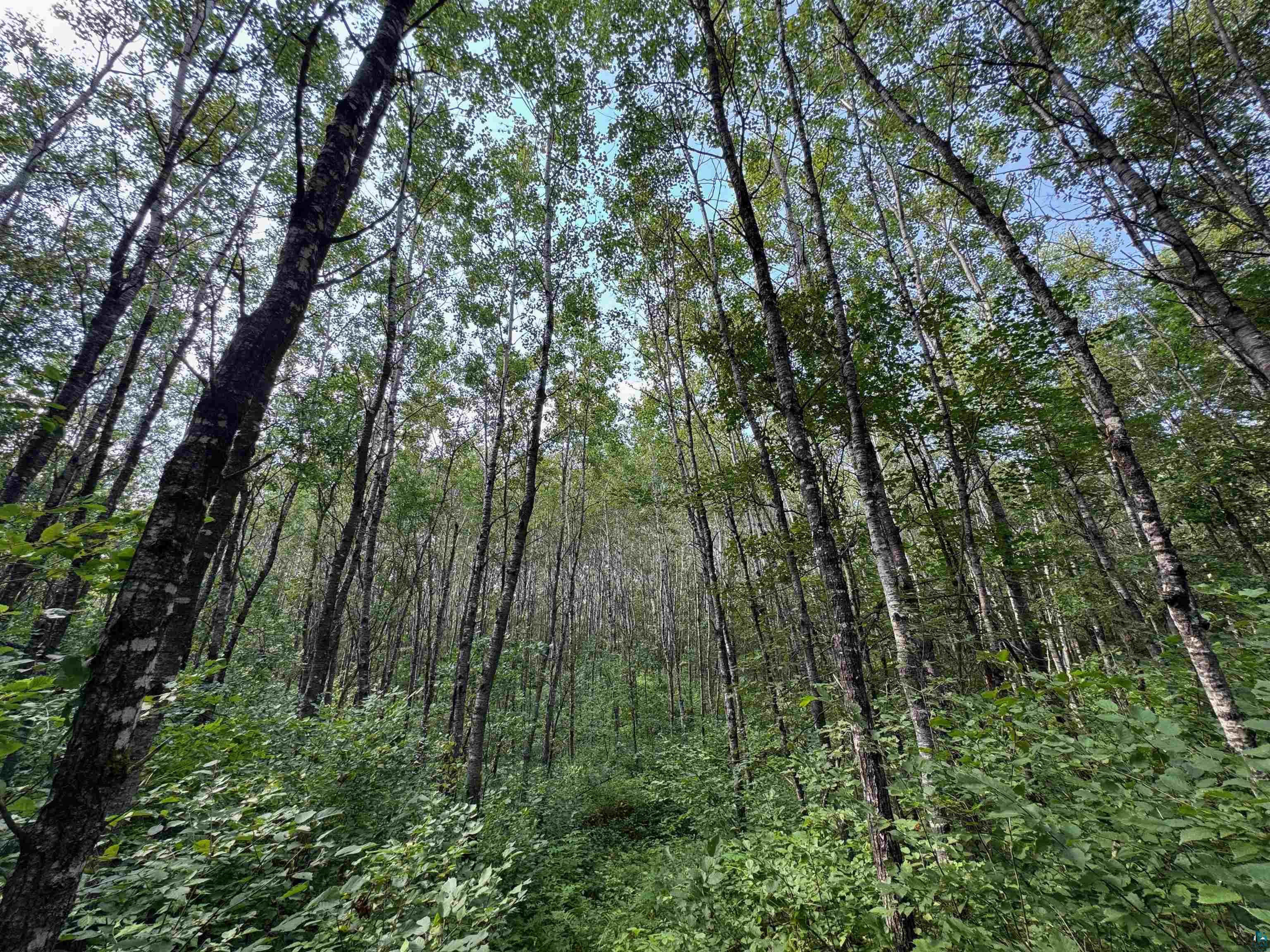 40 acres on Highway 63 Springbrook WI 54875 6121458 image10