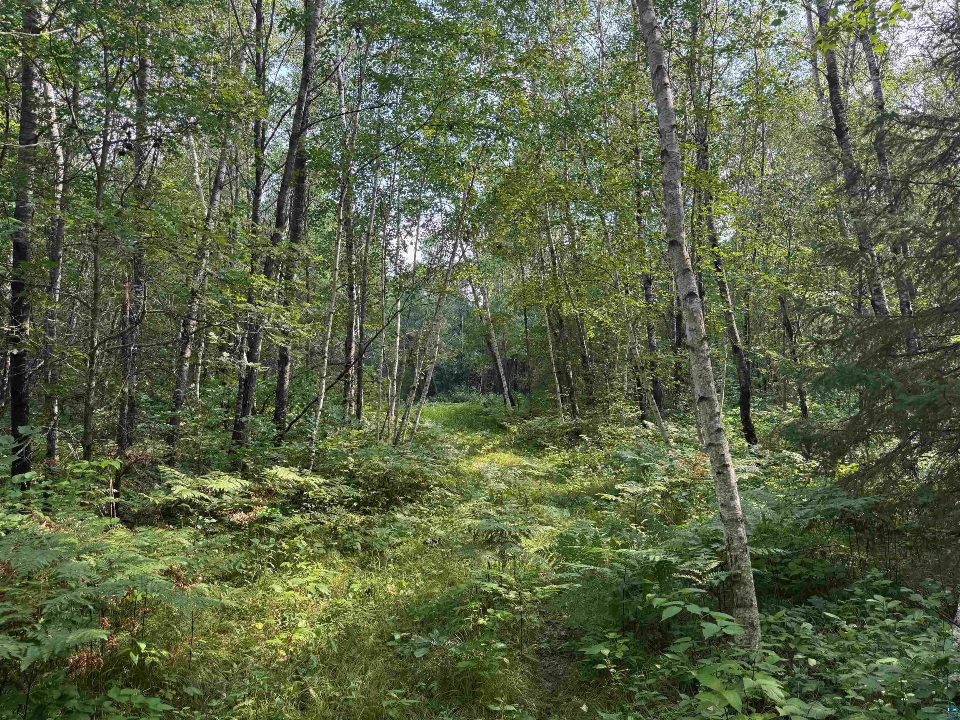 40 acres on Highway 63 Springbrook WI 54875 6121458 image12