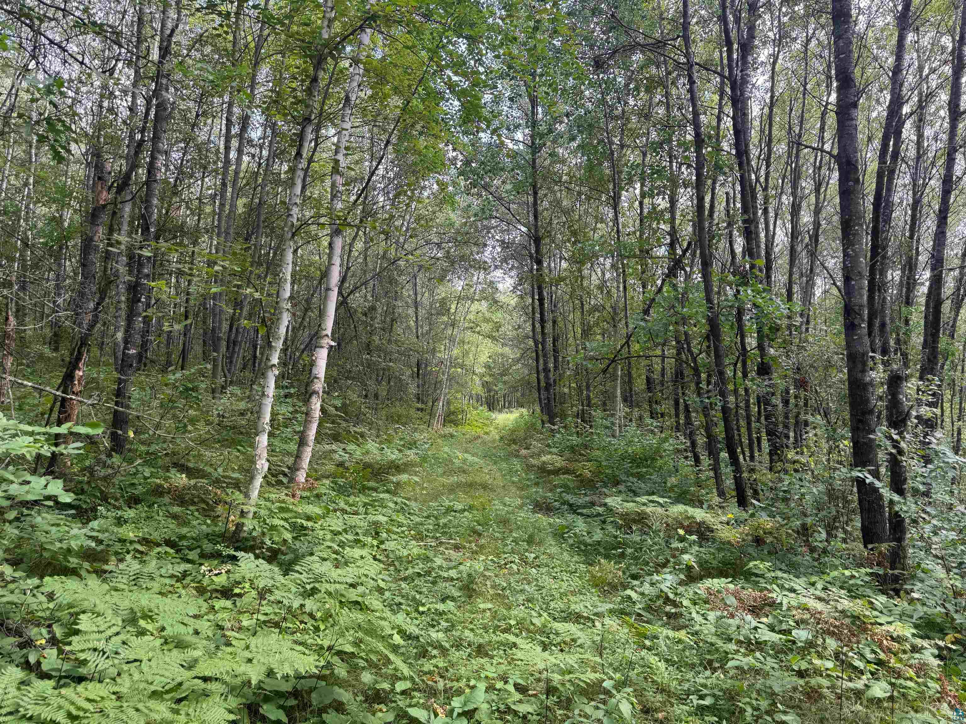 40 acres on Highway 63 Springbrook WI 54875 6121458 image13