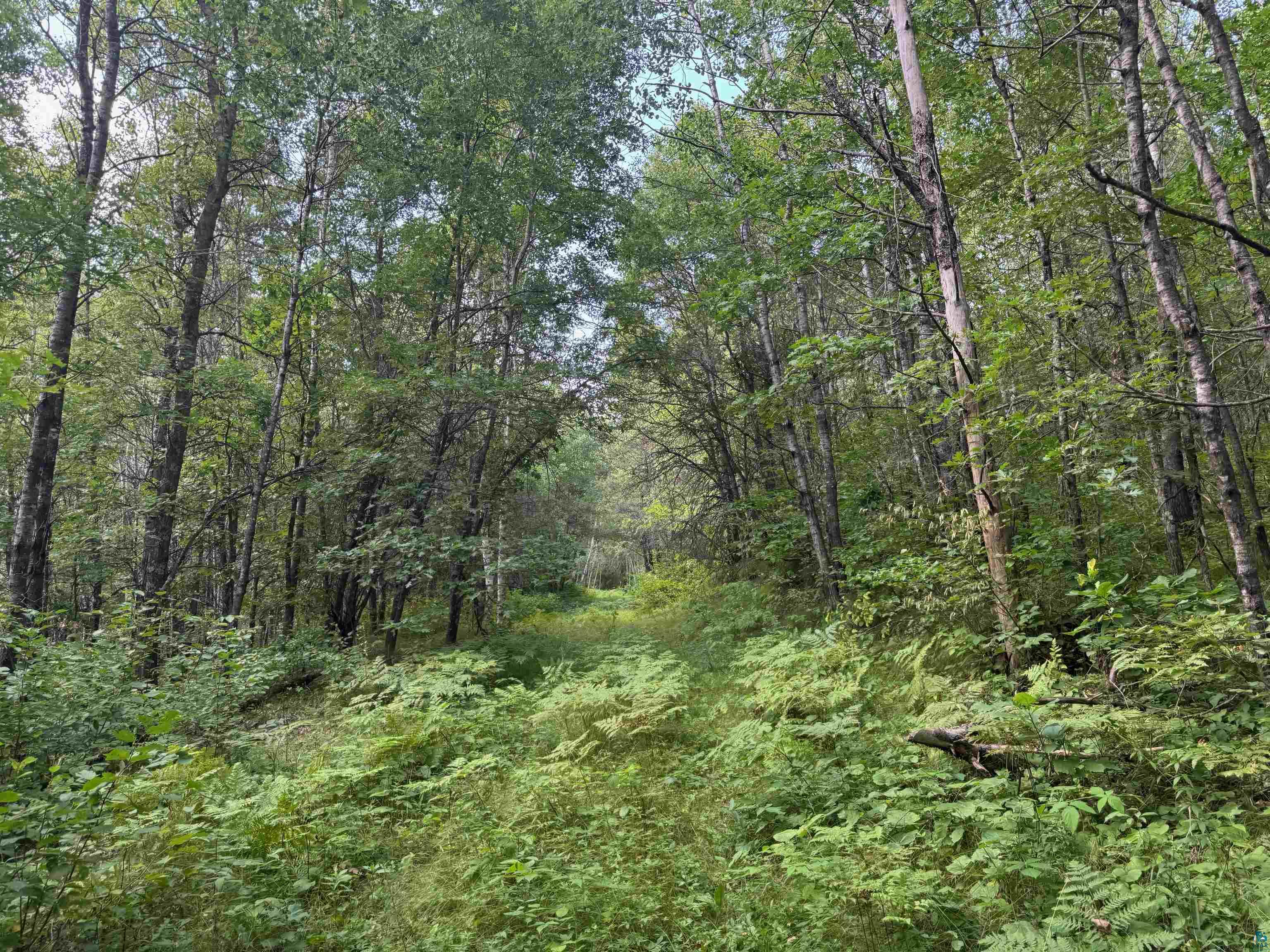 40 acres on Highway 63 Springbrook WI 54875 6121458 image14