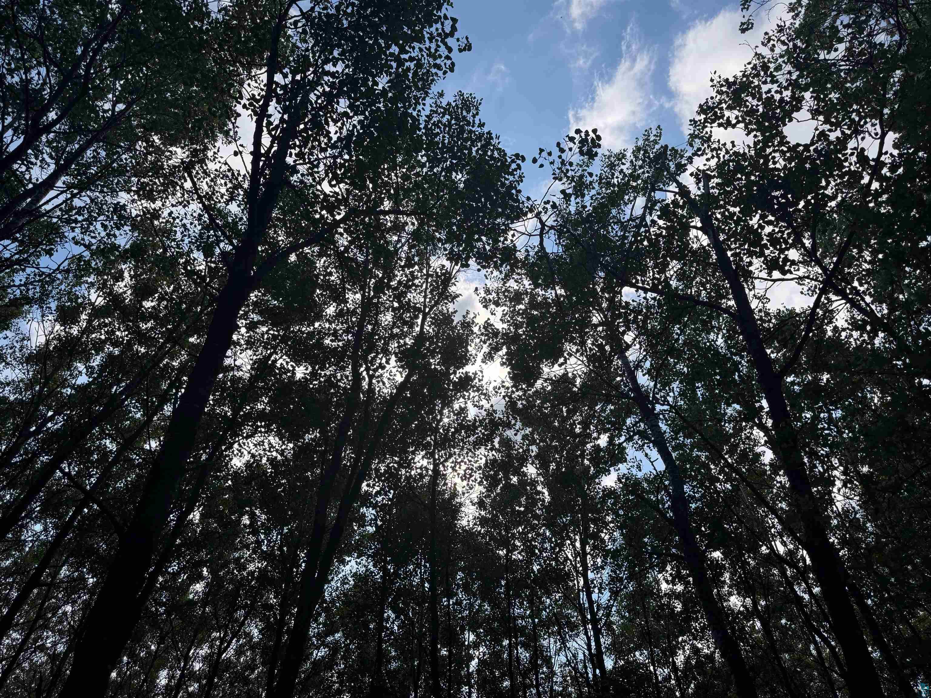 40 acres on Highway 63 Springbrook WI 54875 6121458 image15