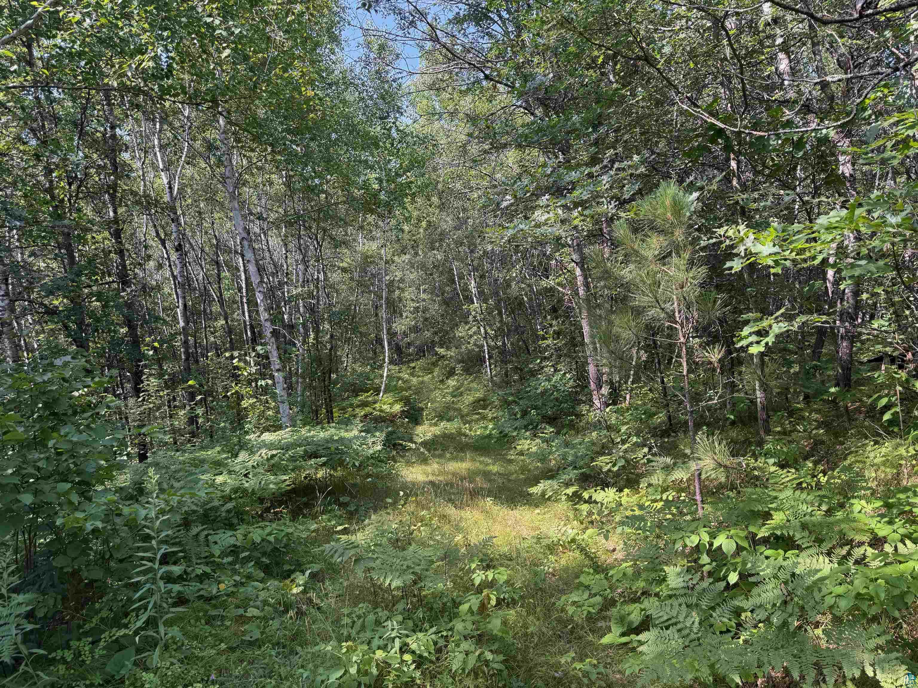 40 acres on Highway 63 Springbrook WI 54875 6121458 image7