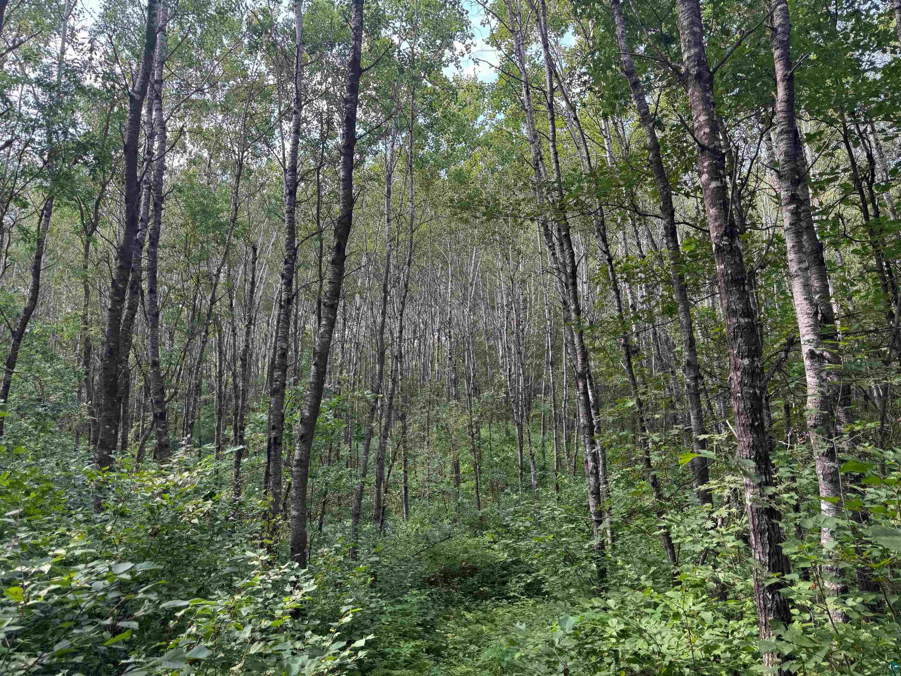 40 acres on Highway 63 Springbrook WI 54875 6121458 image9