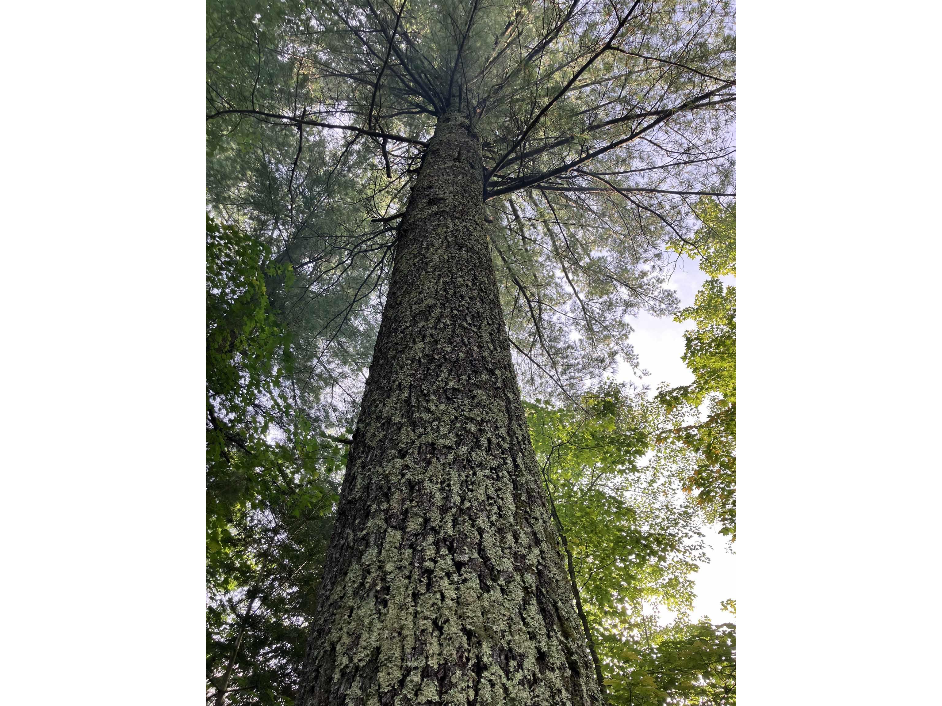 44890 Potato River Rd Saxon WI 54546 6122036 image4