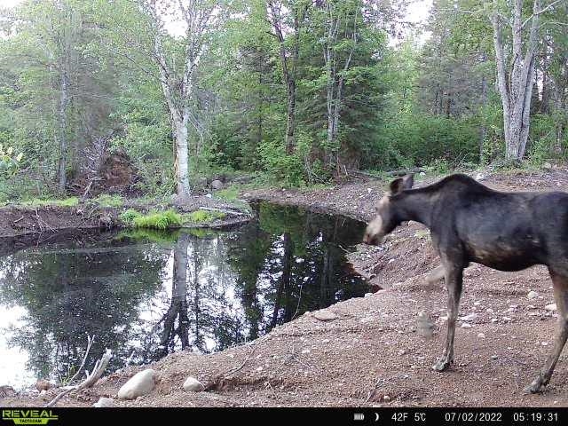 4571 Forest Rd 609 Finland MN 55603 6122608 image30