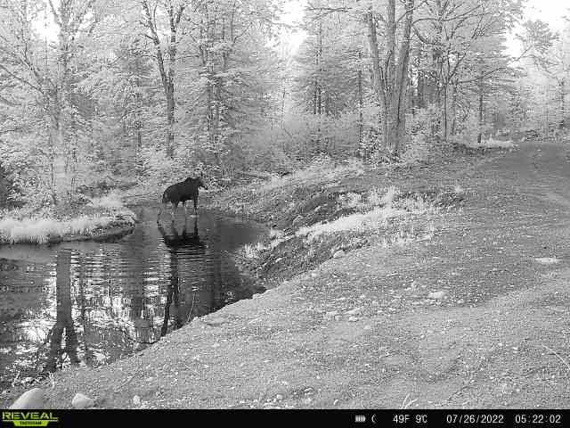 4571 Forest Rd 609 Finland MN 55603 6122608 image32