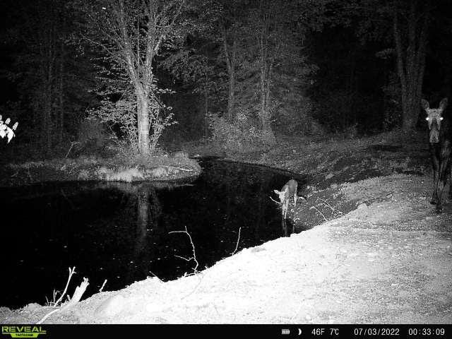 4571 Forest Rd 609 Finland MN 55603 6122608 image33