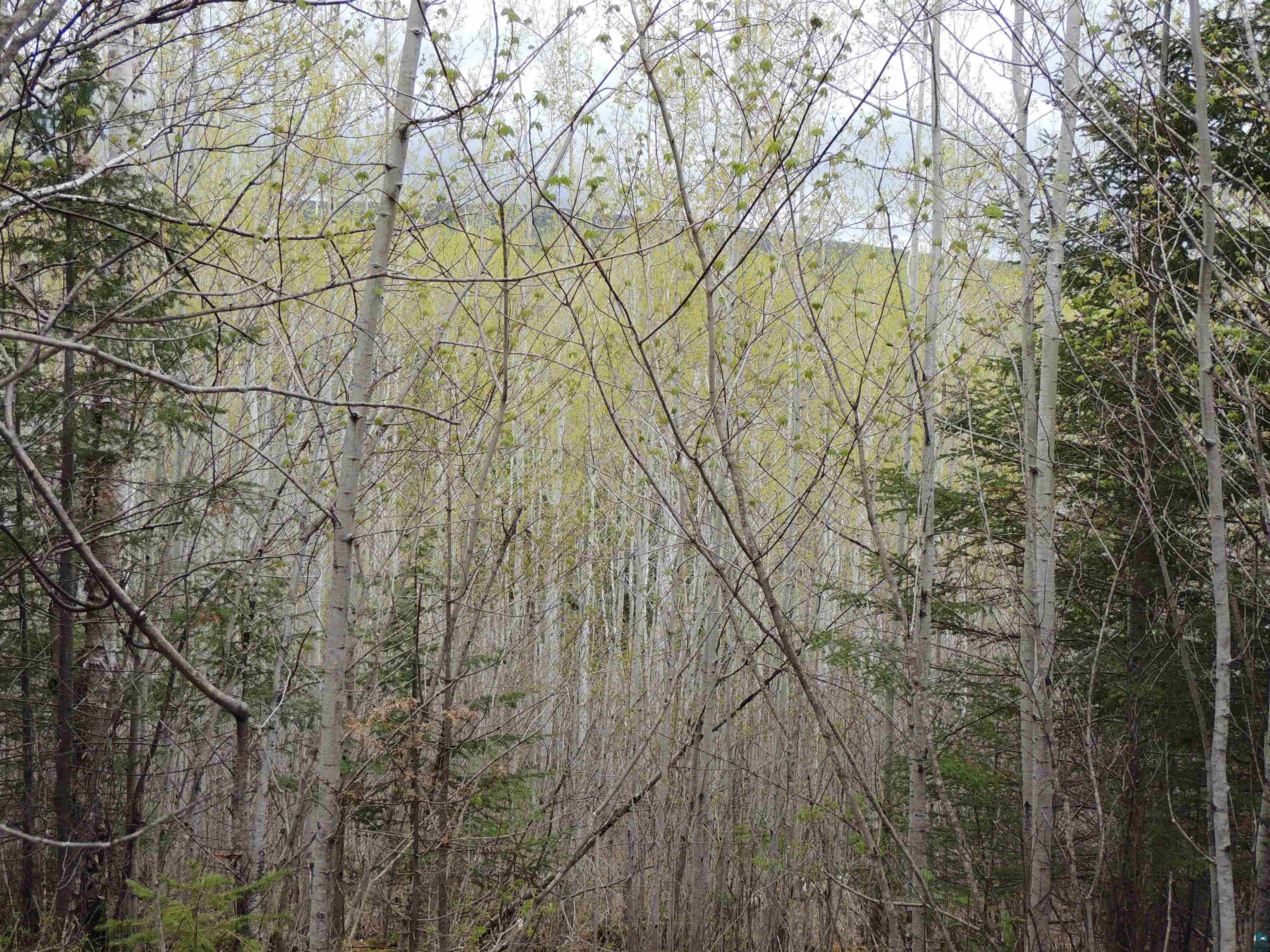 49XX North Rd Hovland MN 55606 6108265 image1