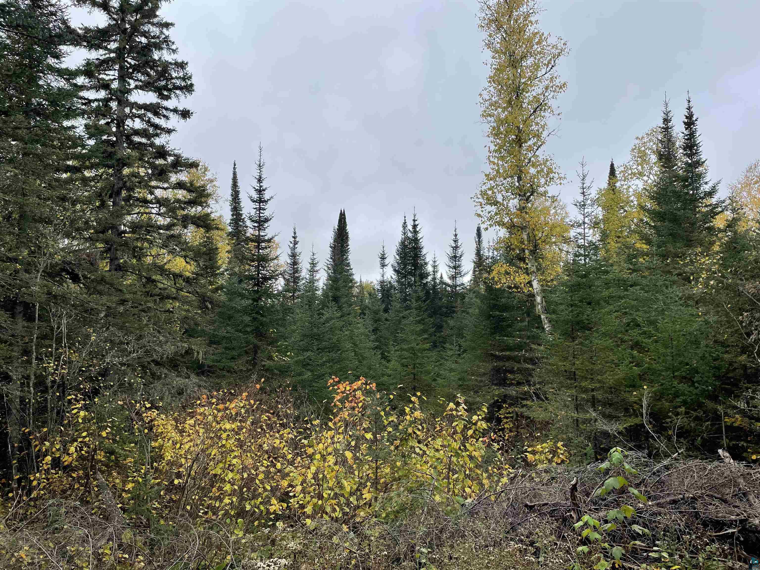 4XX-B Lost Lake Rd Hovland MN 55606 6098653 image1