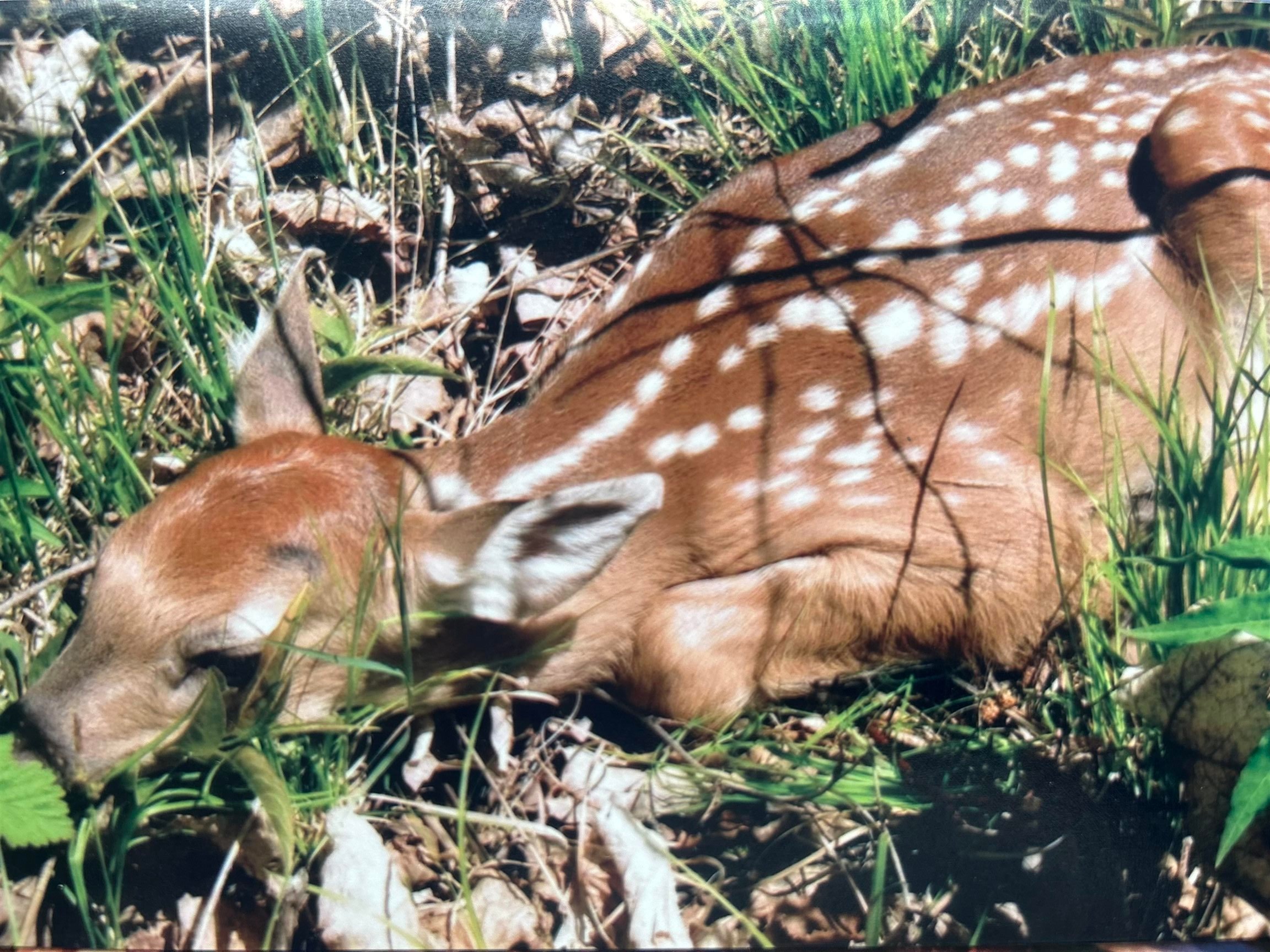 51xx Lindahl Rd Duluth MN 55811 6120486 image8