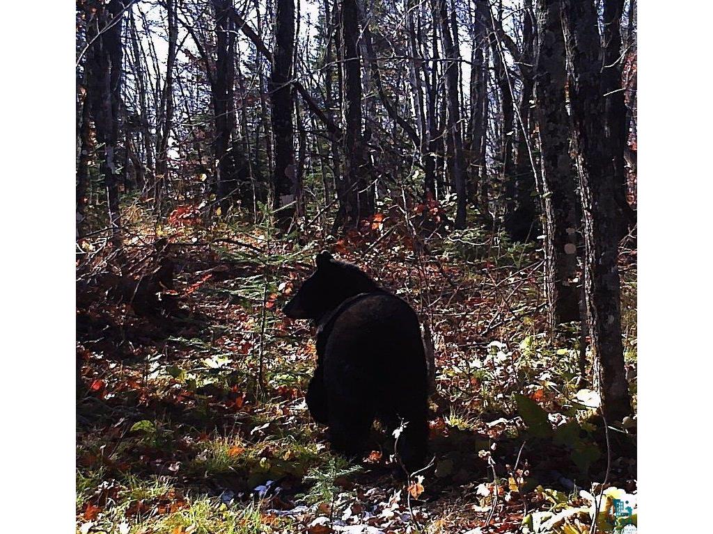 5241 Hut Two Rd Finland MN 55603 6118337 image14