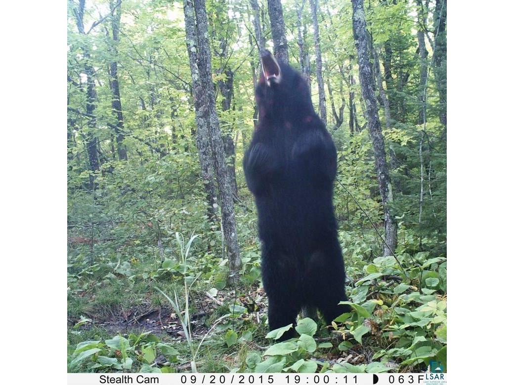 5241 Hut Two Rd Finland MN 55603 6118337 image18