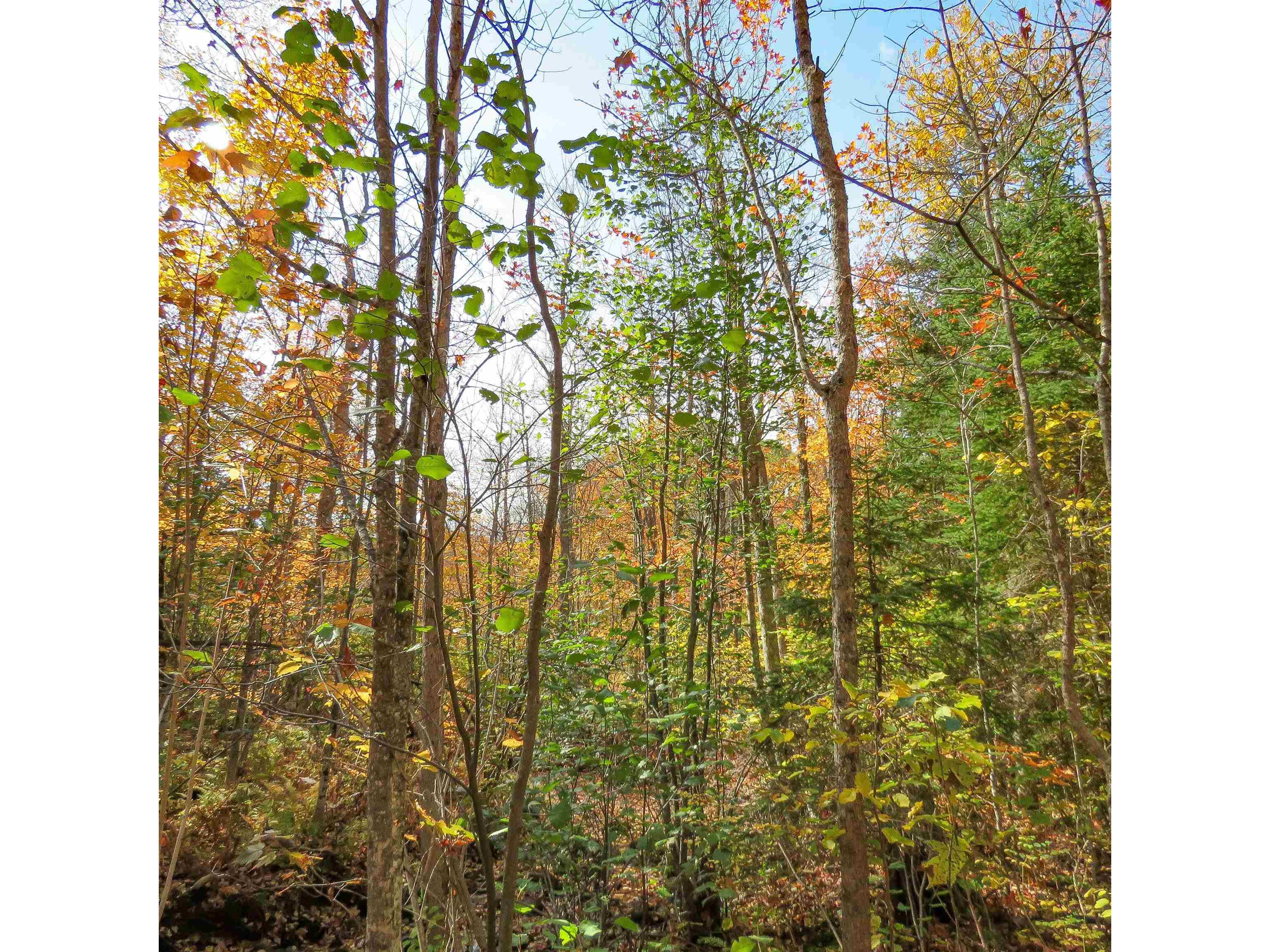 532 Caribou Tr Lutsen MN 55612 6120632 image58