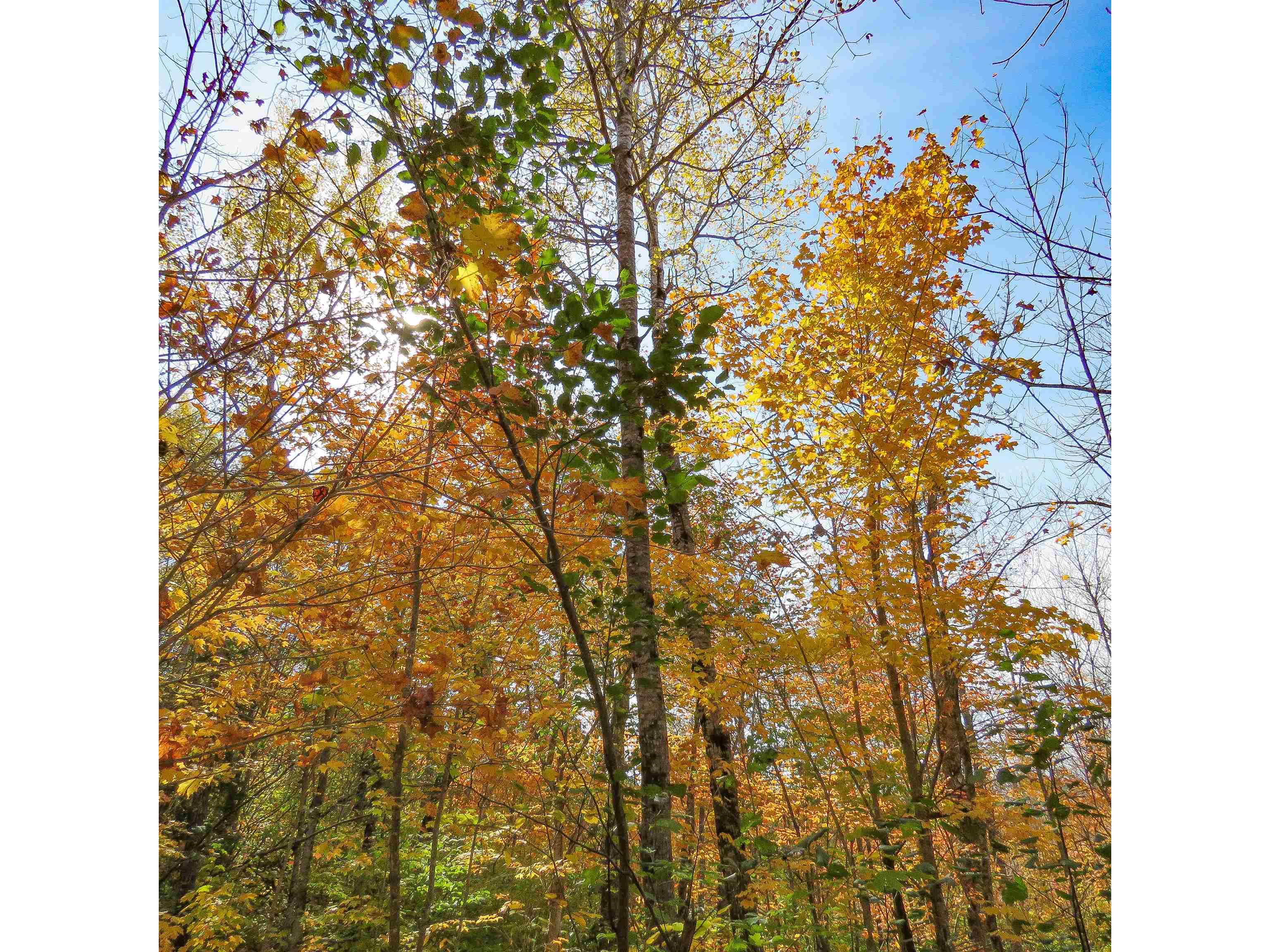 532 Caribou Tr Lutsen MN 55612 6120632 image64