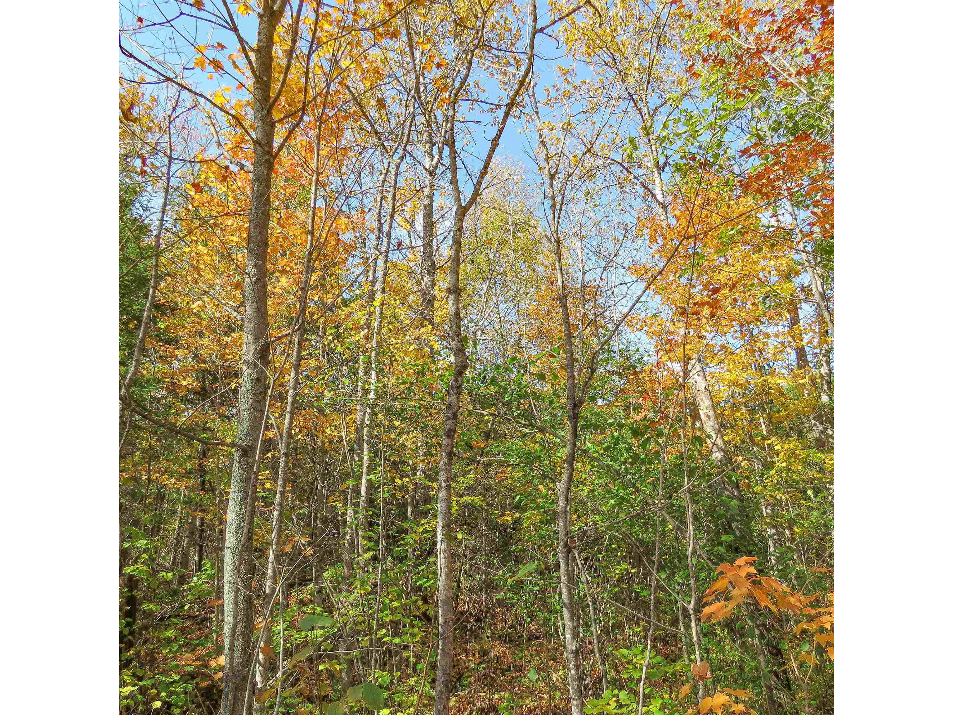 532 Caribou Tr Lutsen MN 55612 6120632 image65