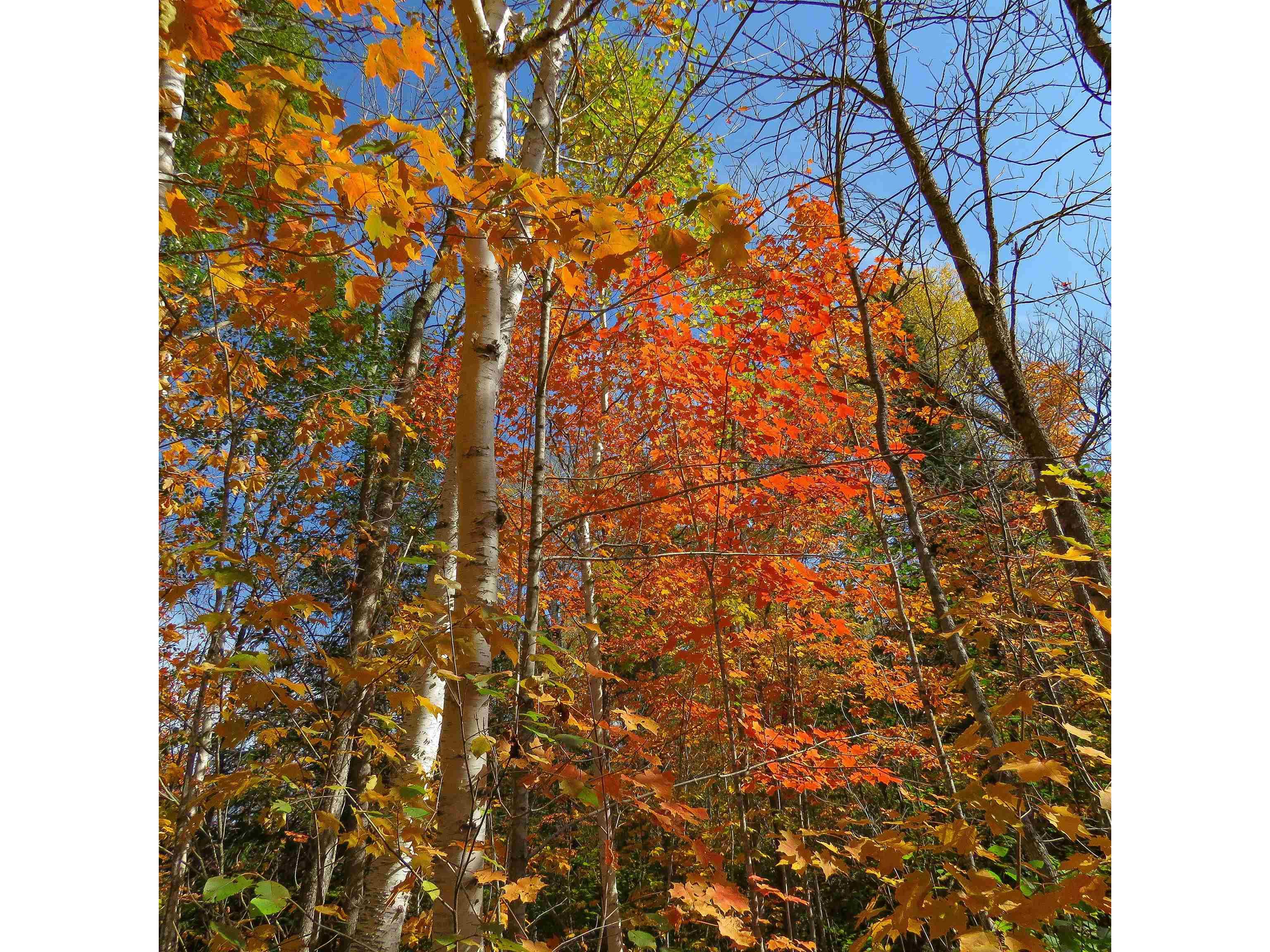 532 Caribou Tr Lutsen MN 55612 6120632 image66