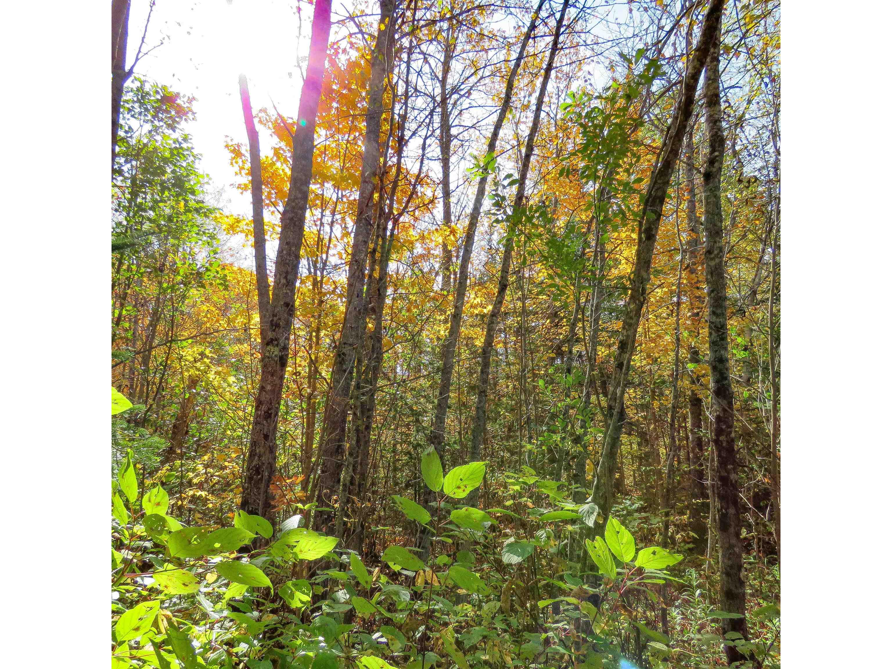 532 Caribou Tr Lutsen MN 55612 6120632 image67