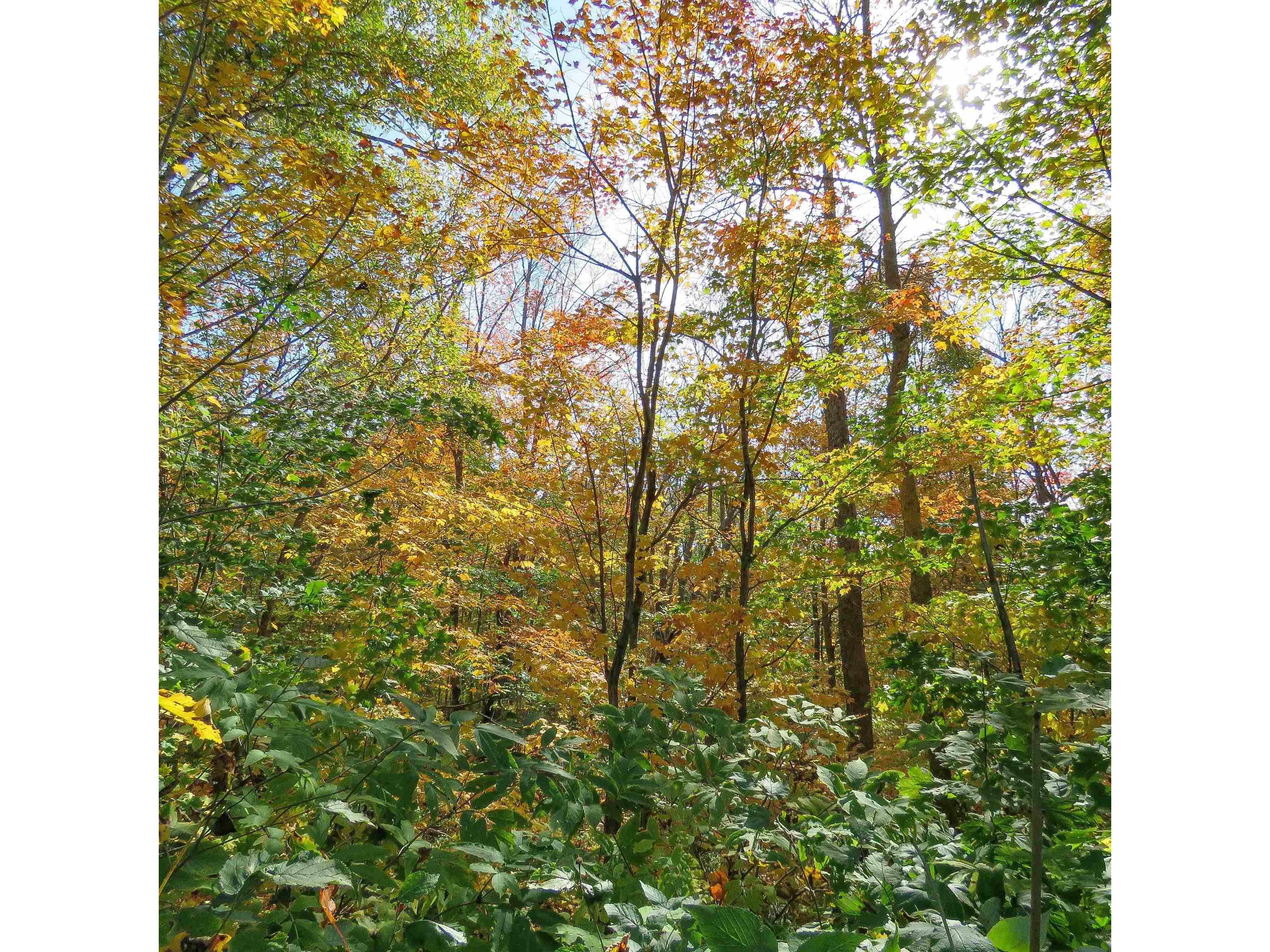 532x Caribou Tr Lutsen MN 55612 6121594 image55