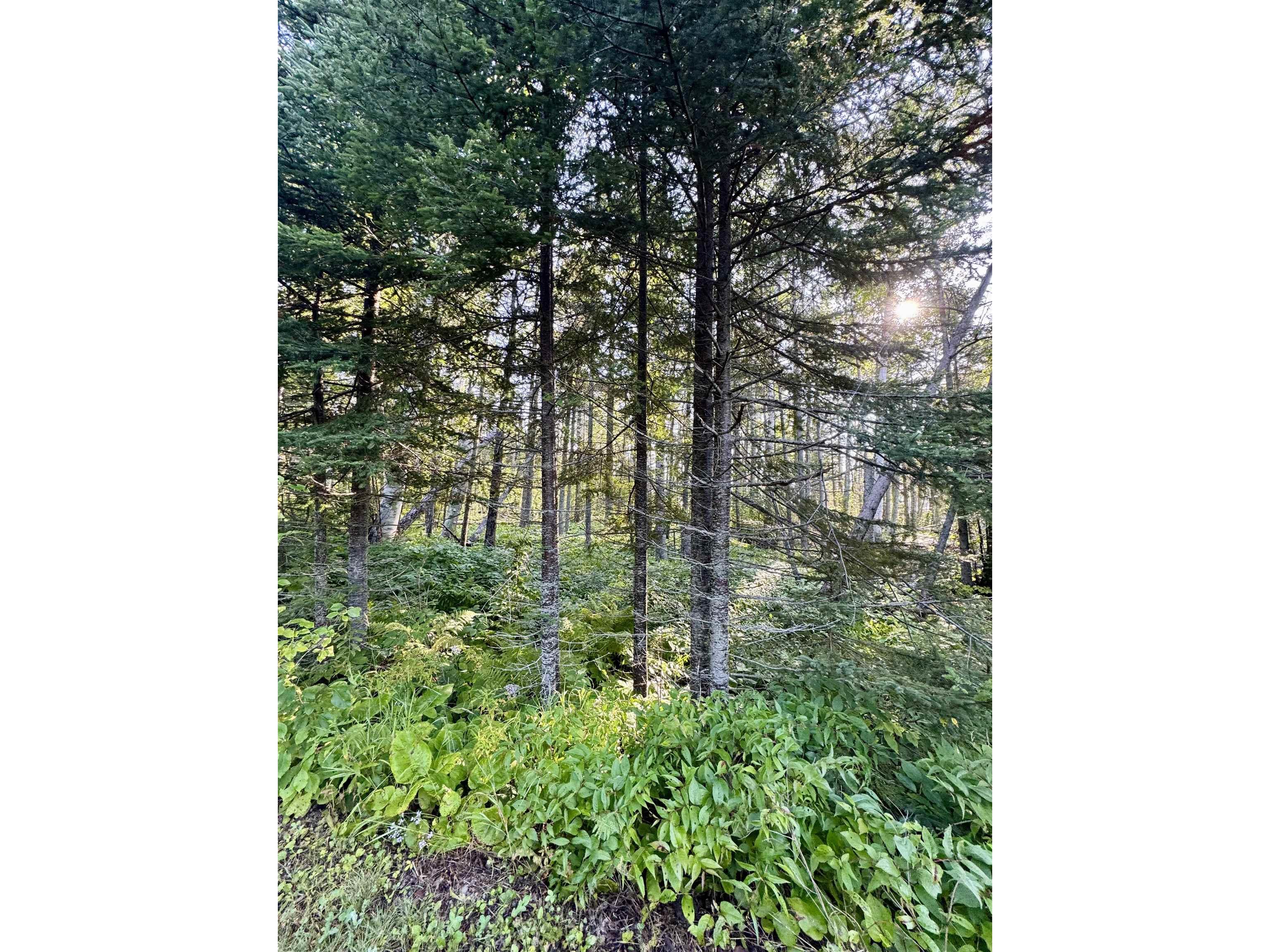 5361 Hwy 61 W Lutsen MN 55612 6121839 image10