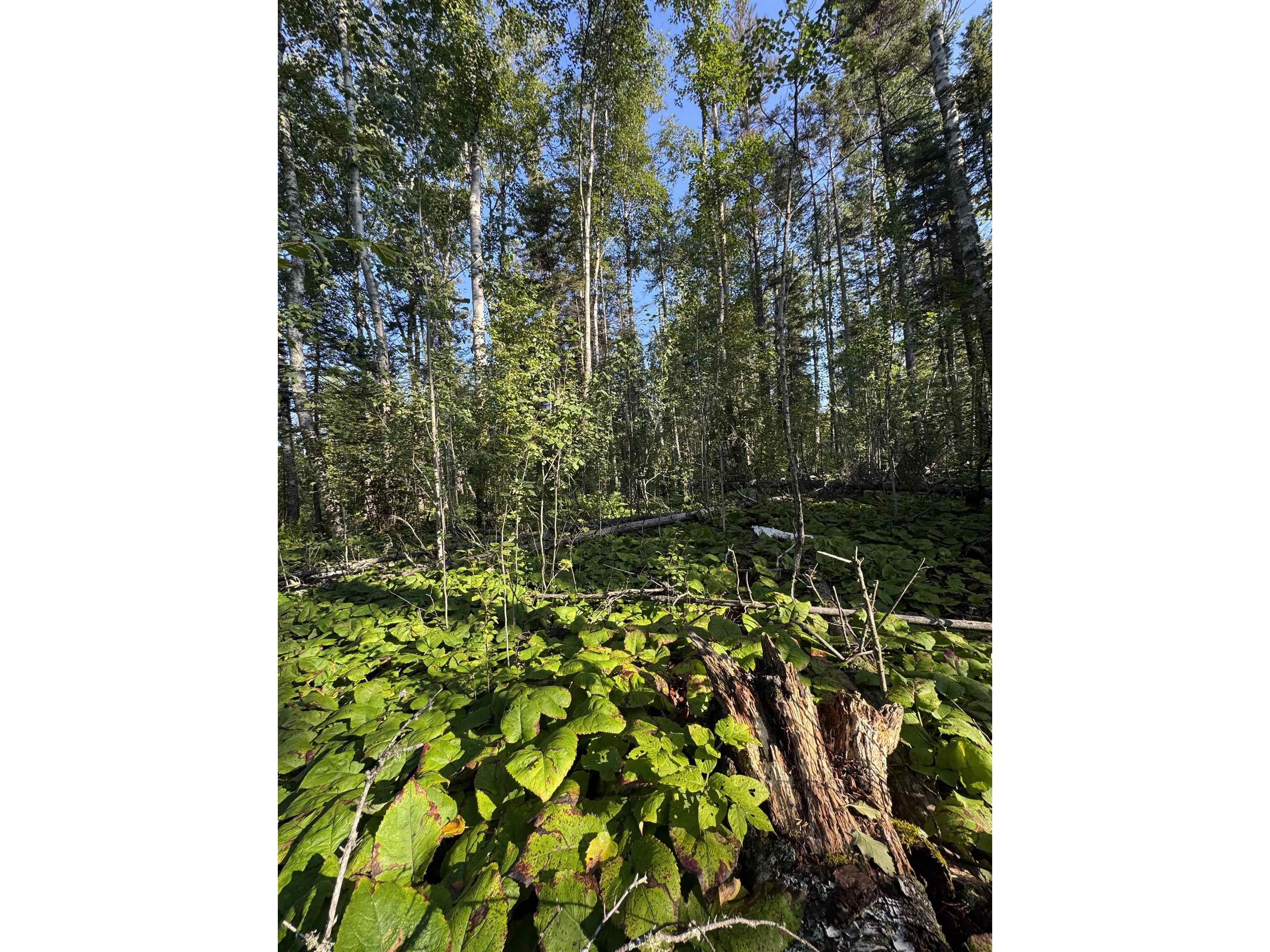 5361 Hwy 61 W Lutsen MN 55612 6121839 image11