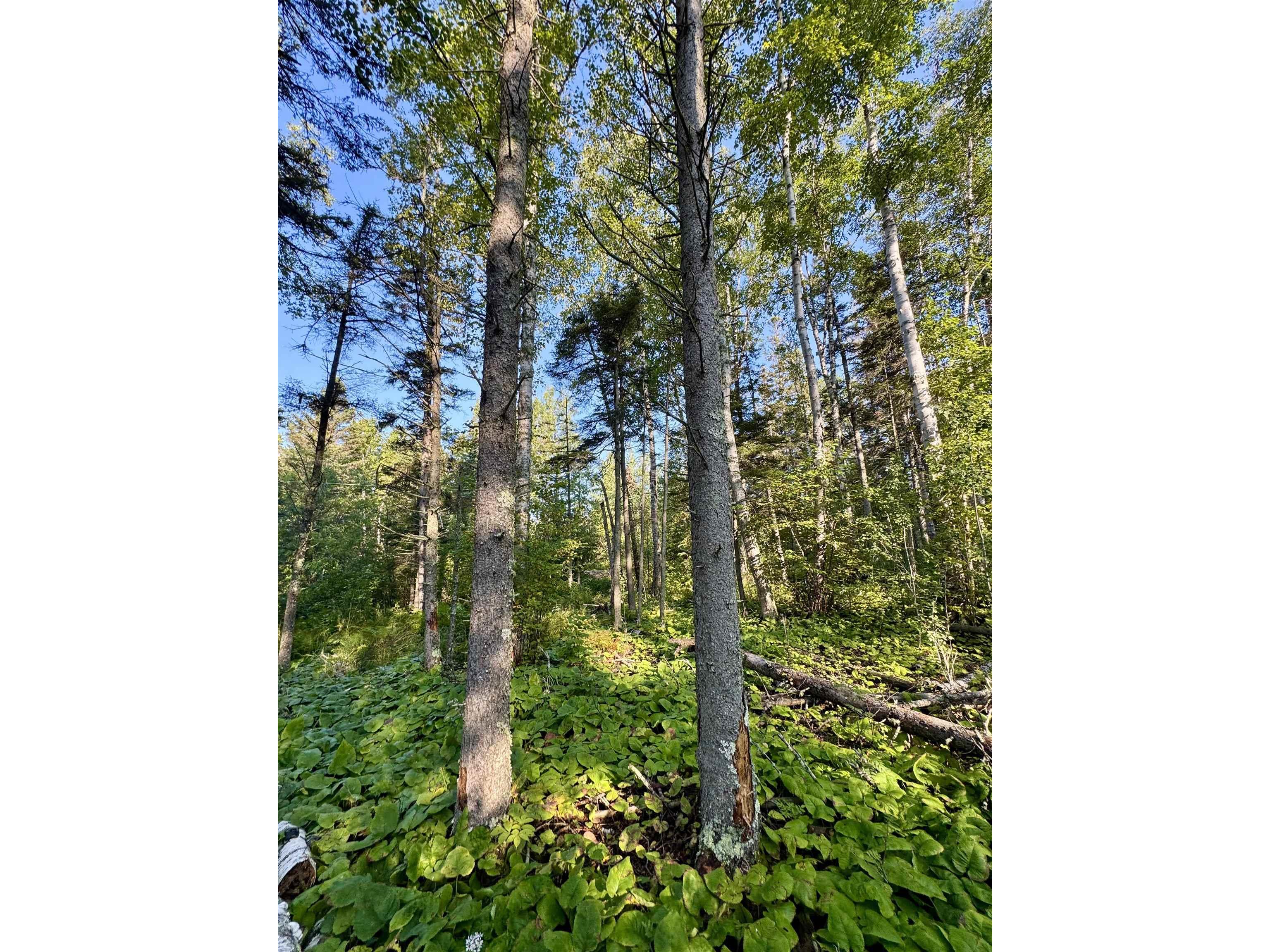 5361 Hwy 61 W Lutsen MN 55612 6121839 image12