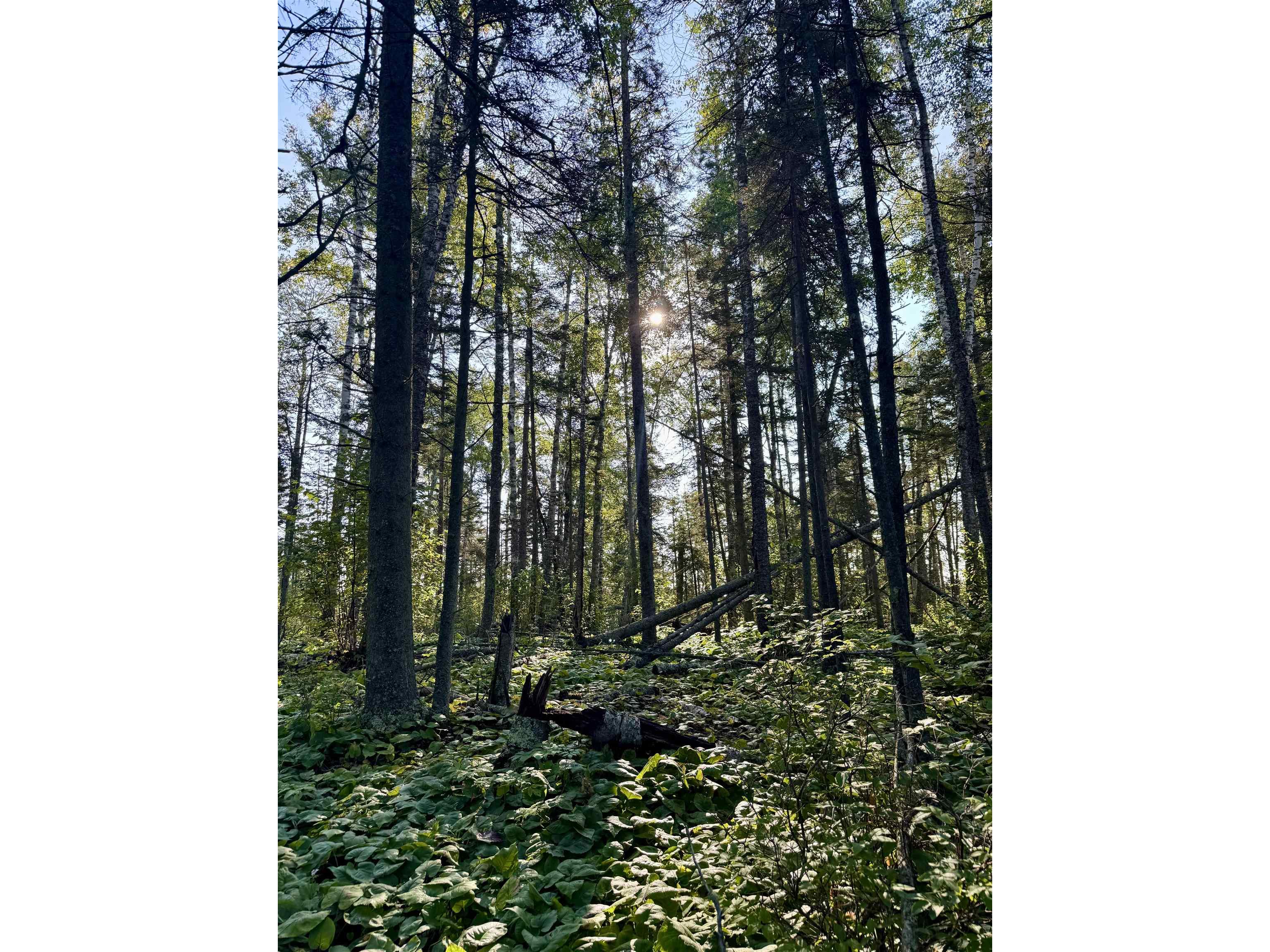 5361 Hwy 61 W Lutsen MN 55612 6121839 image13