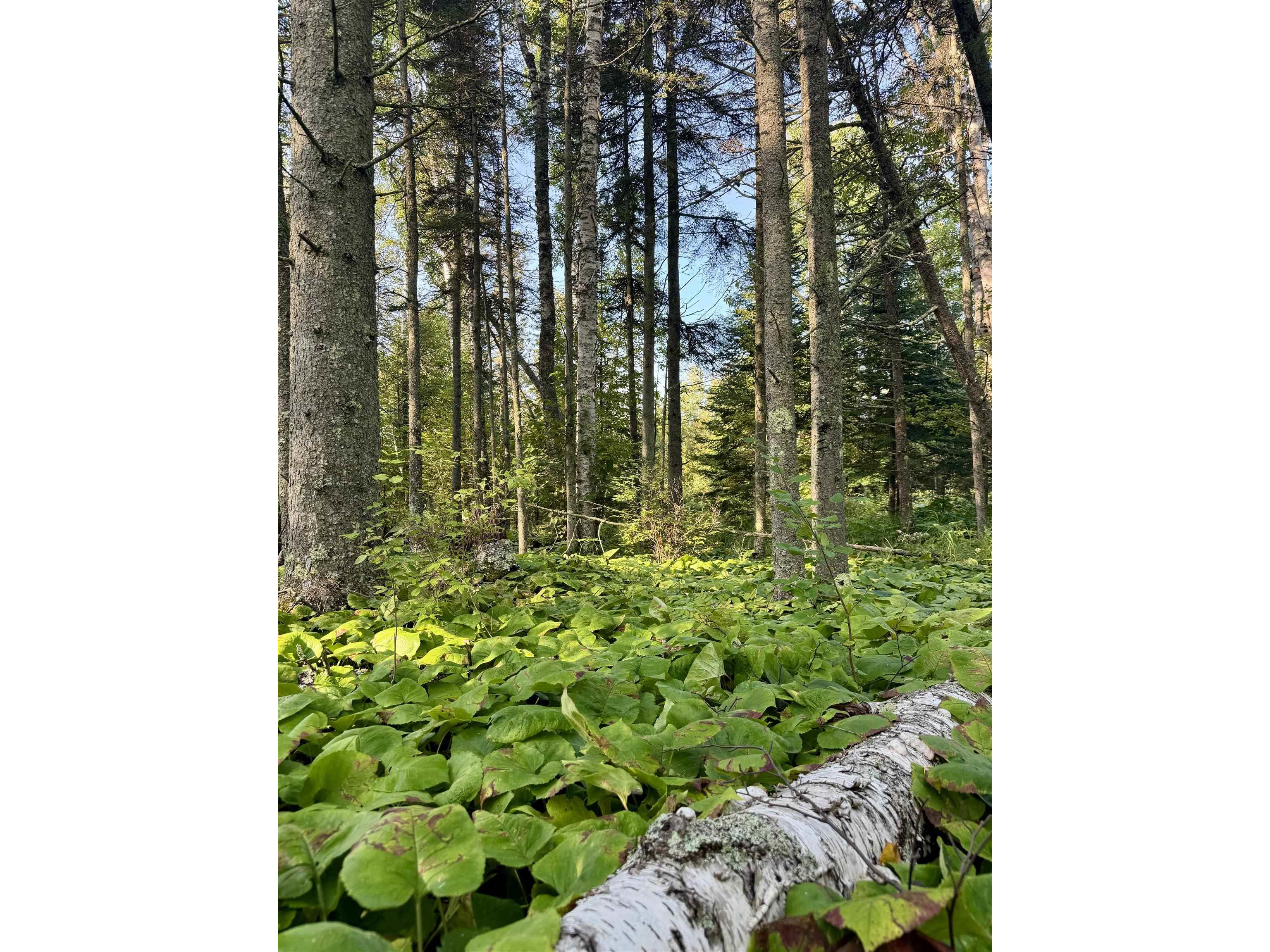 5361 Hwy 61 W Lutsen MN 55612 6121839 image14